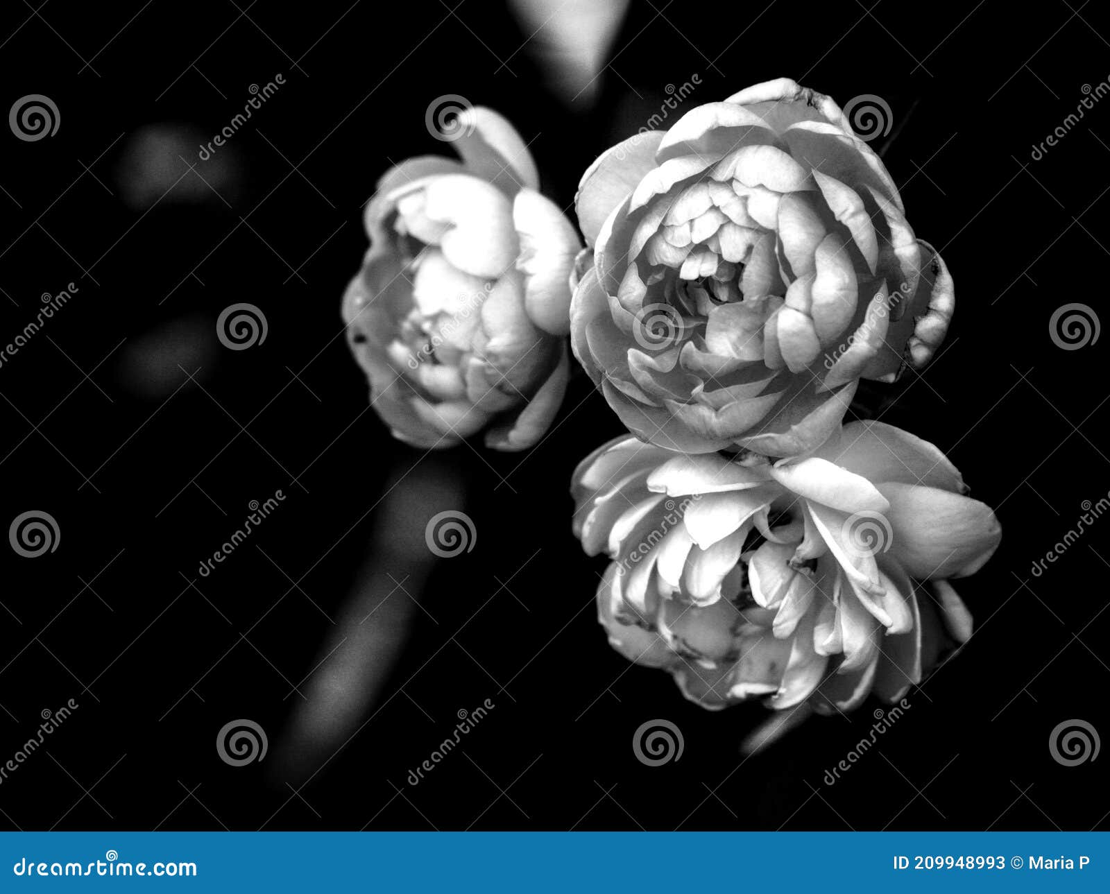 Black and White Roses Flowers Spring Season Stock Image - Image of ...