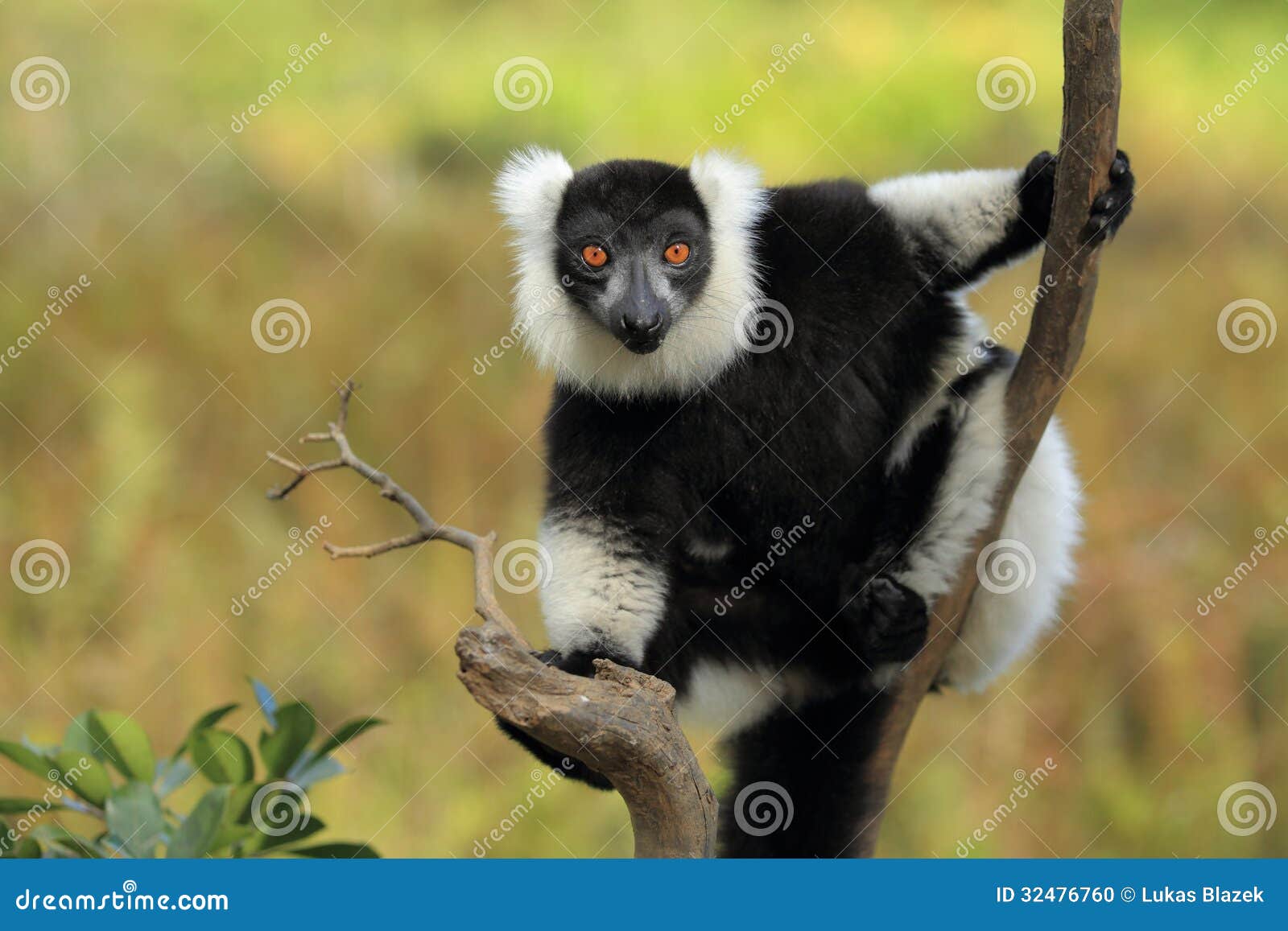 black-and-white ruffed lemur