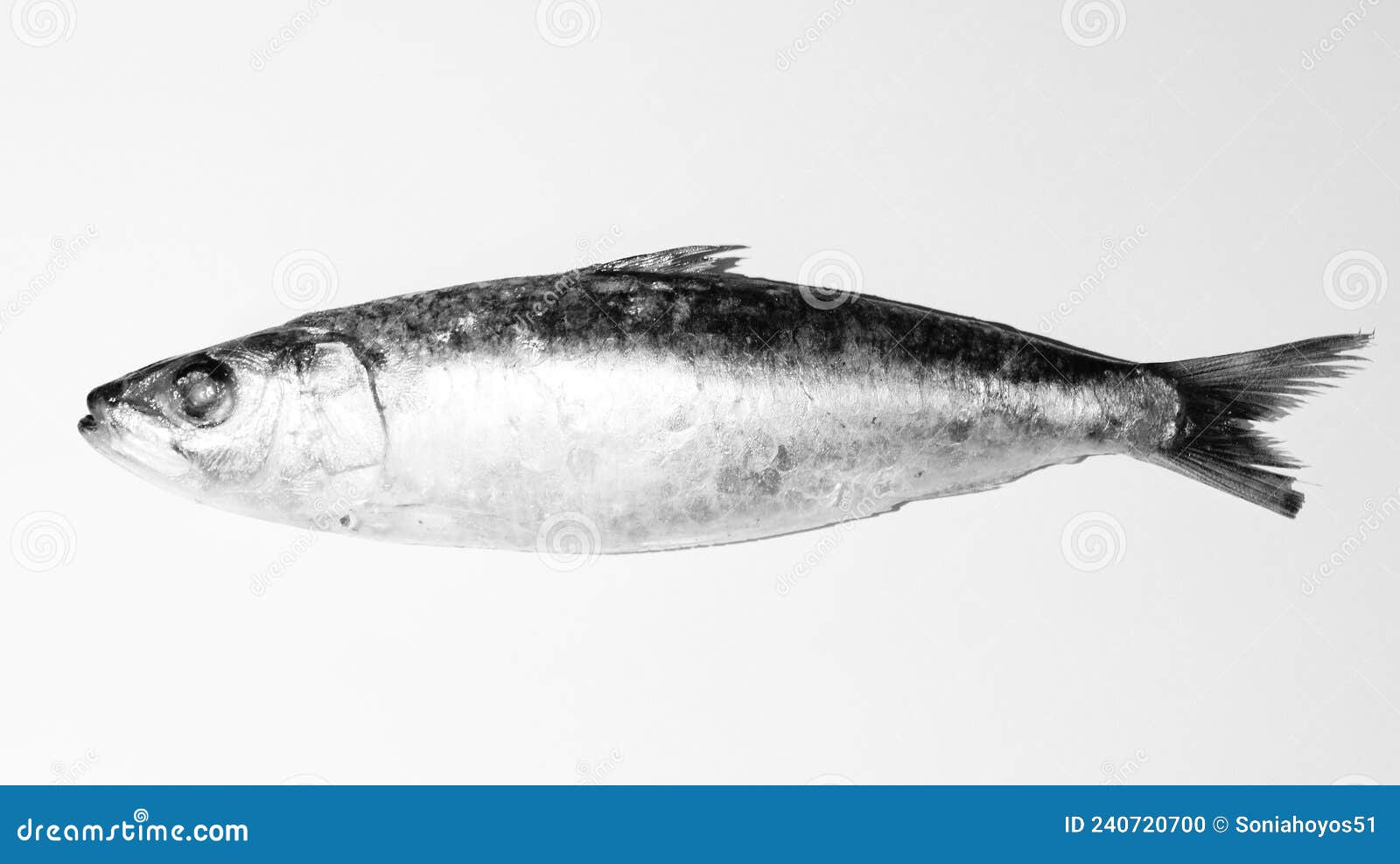 black and white sardine