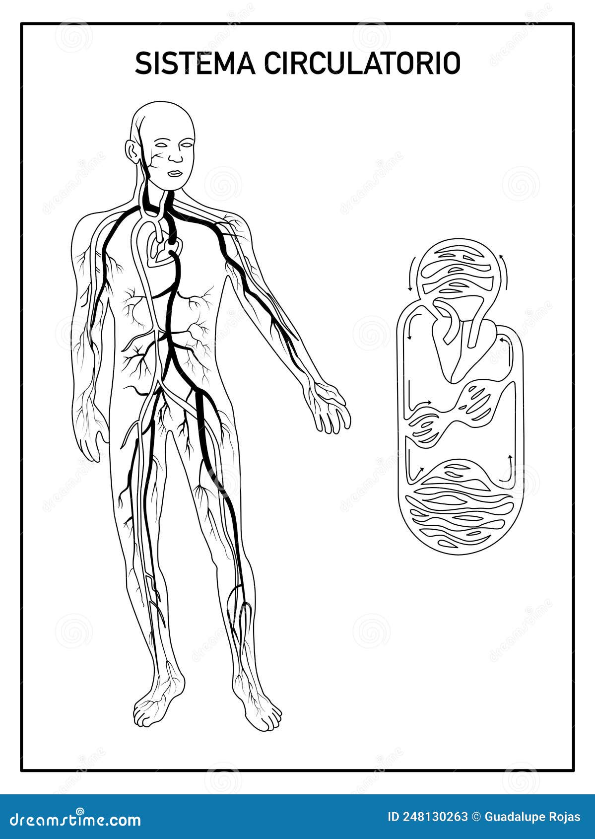 Black and White Scheme of the Circulatory System for School Stock