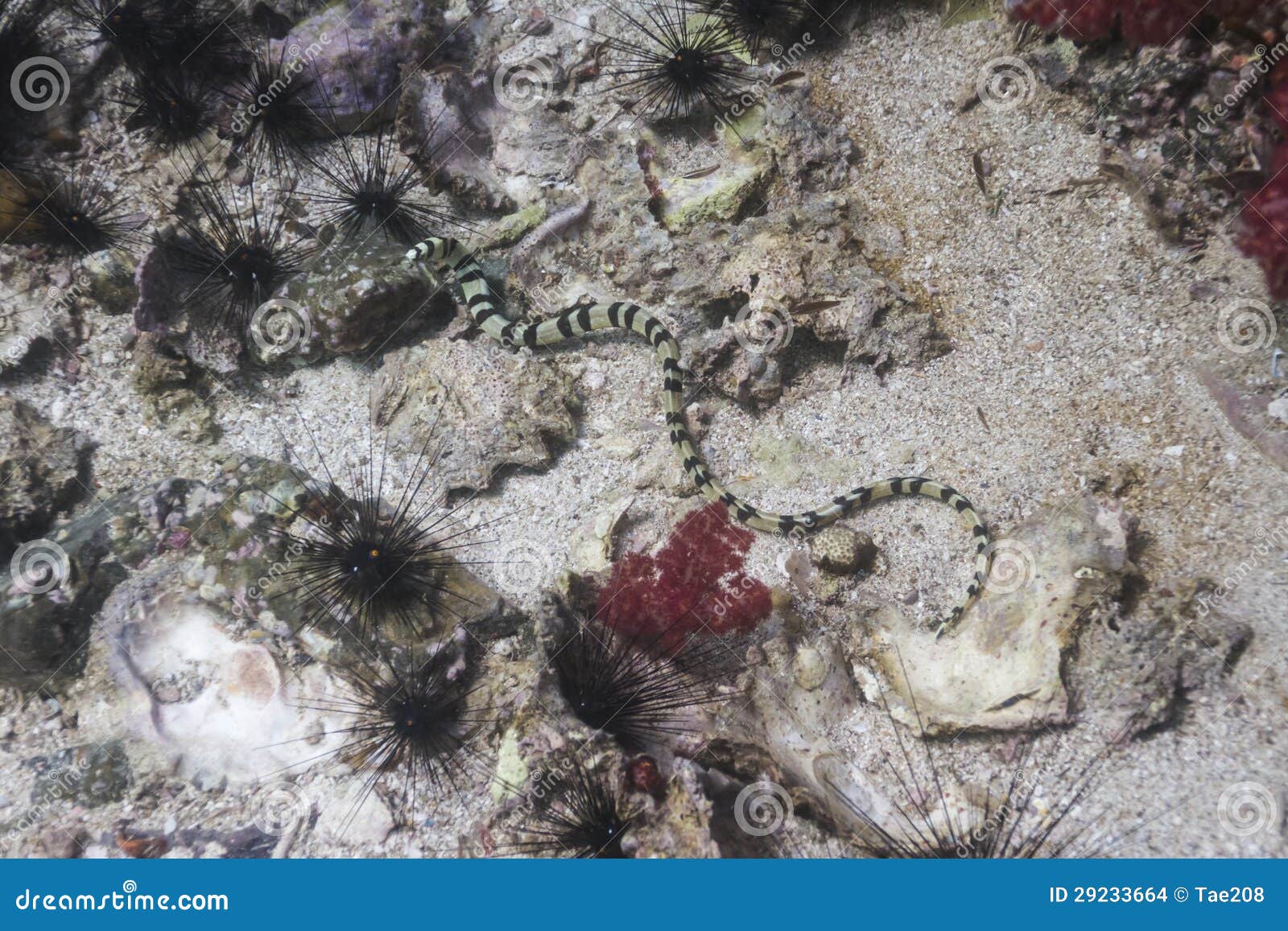 Black and White Sea Snake at Lipe Island Stock Photo - Image of aquatic,  lembeh: 29233664, image size:1600x1157