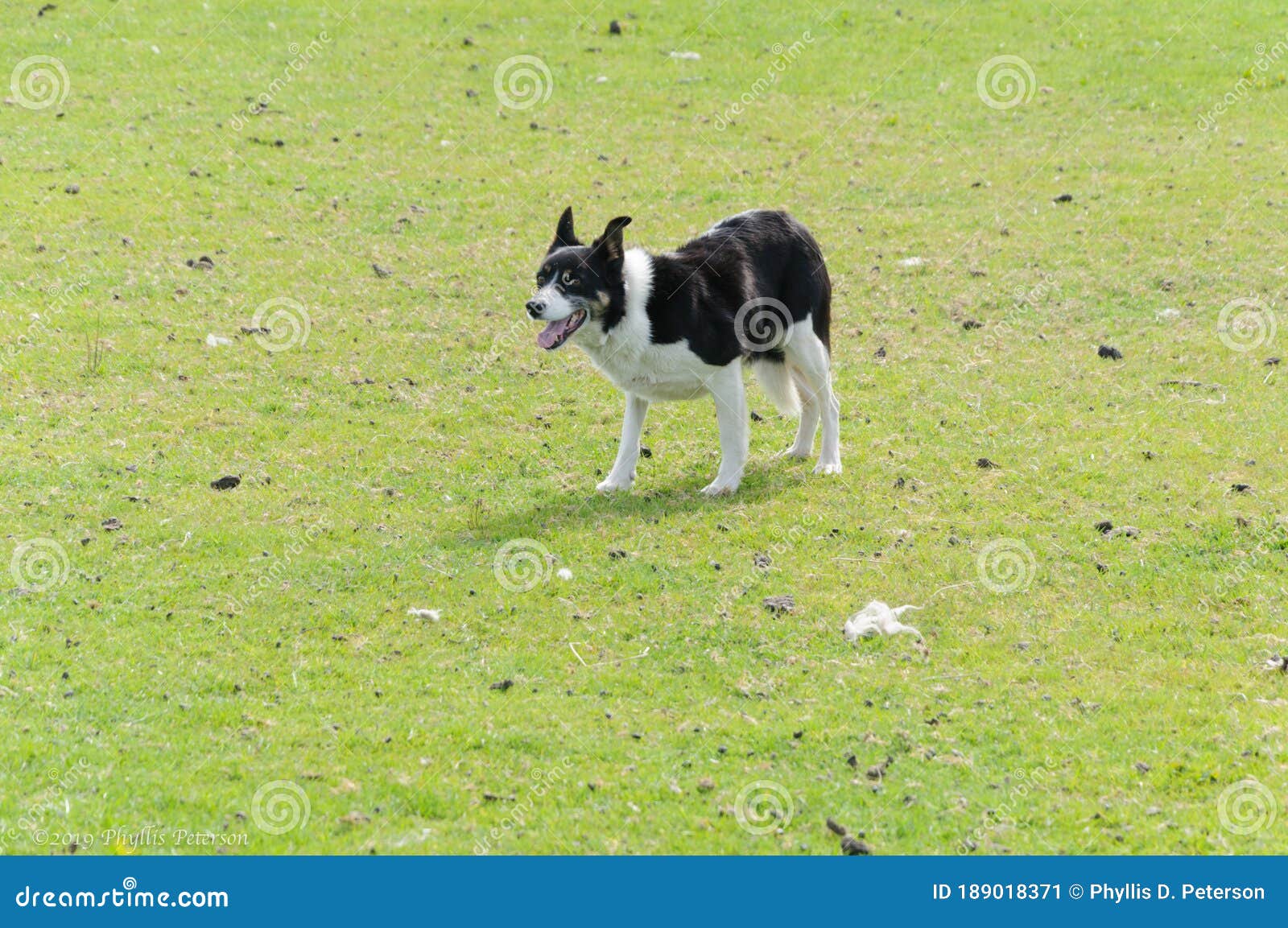 black and white sheep dogs