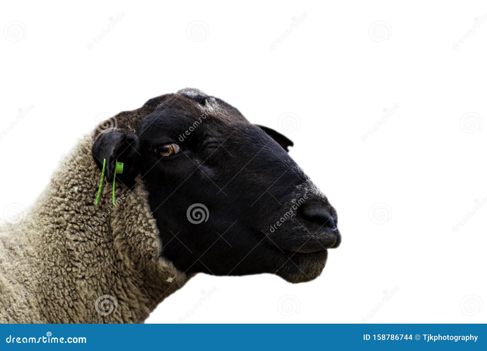 Black and White Sheep Face only, Side View, Looking at Camera, Isolated