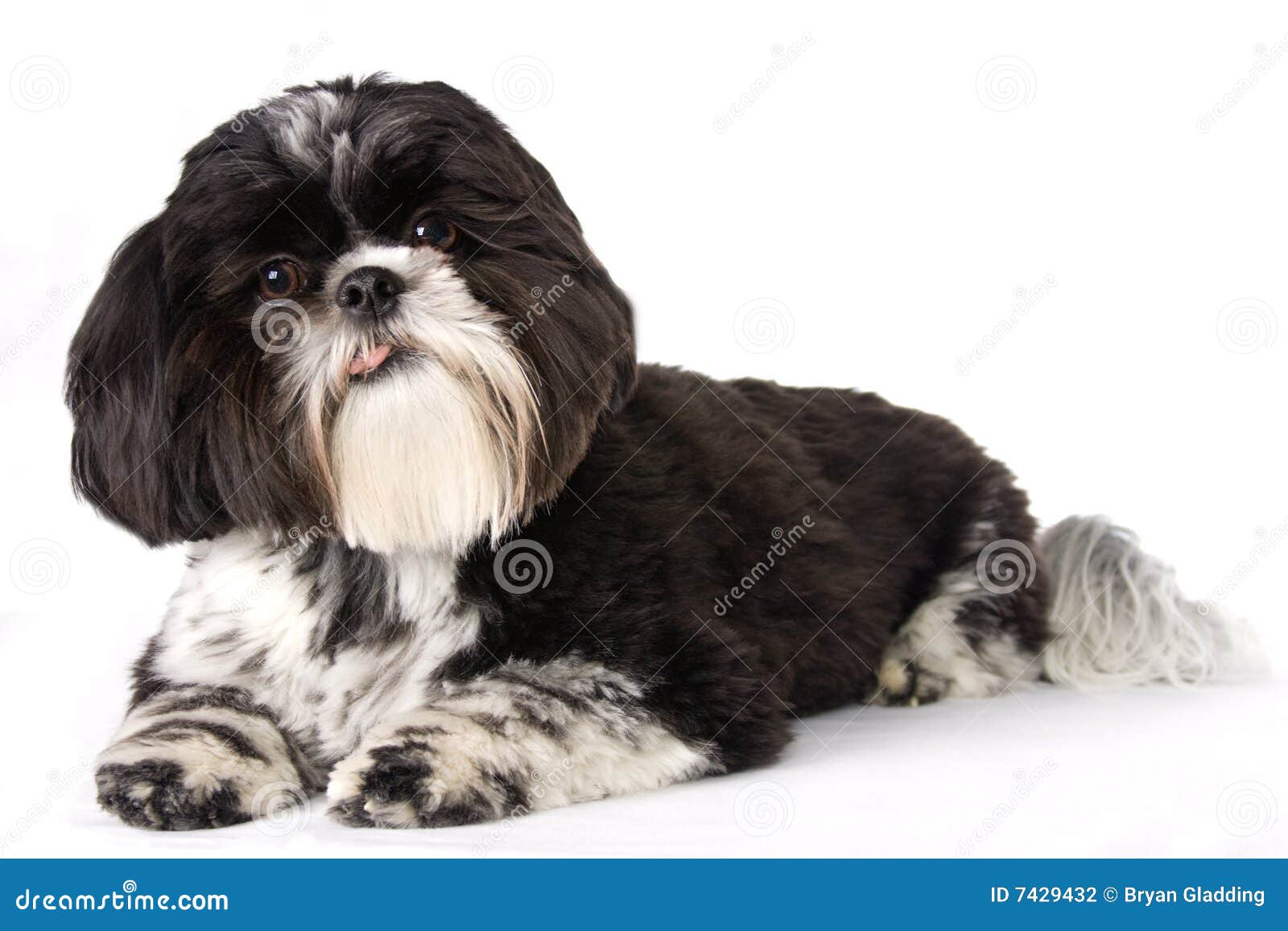 Black and White ShihTzu stock photo. Image of domestic 7429432