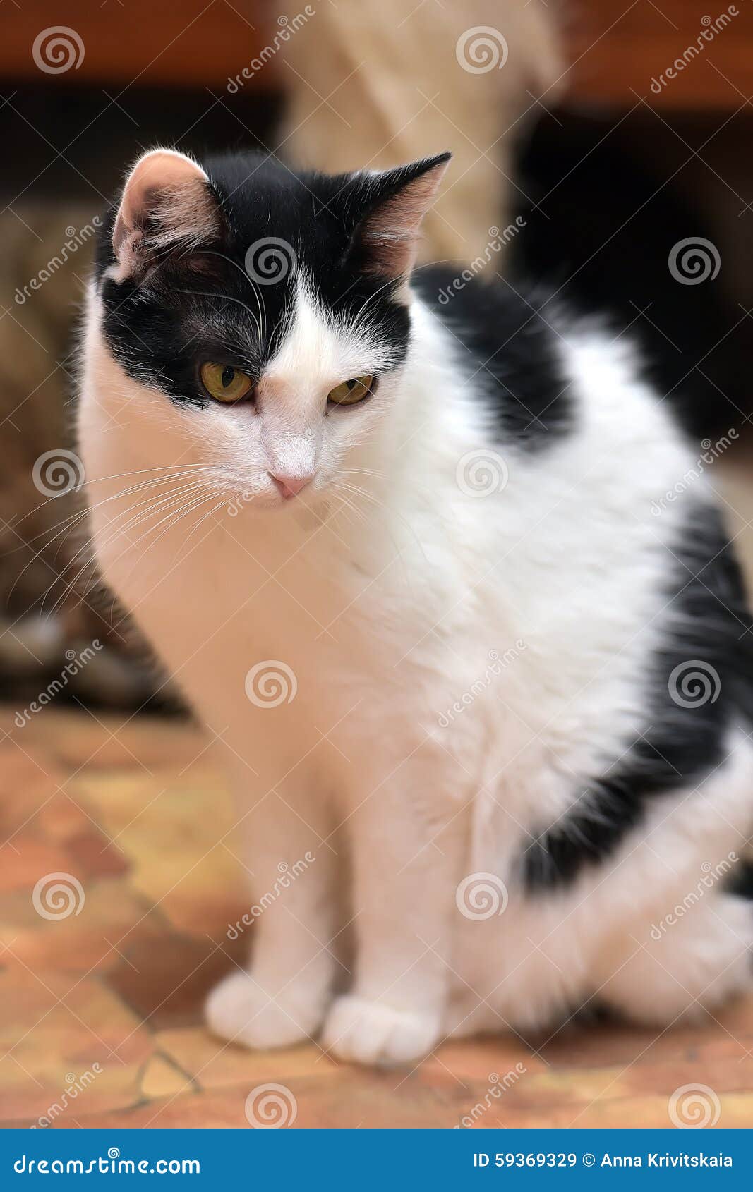 Black And White Shorthair Cat Stock Image Image Of Gazing Pedigree 59369329