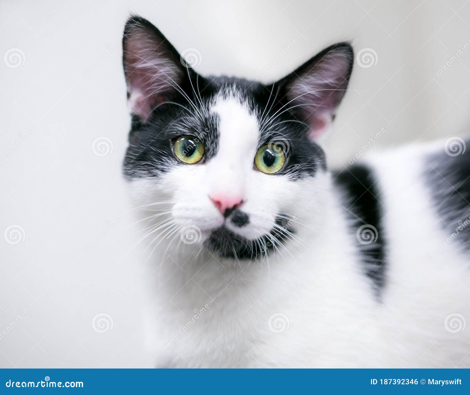 A Black and White Shorthair Cat with Green Eyes Stock Photo