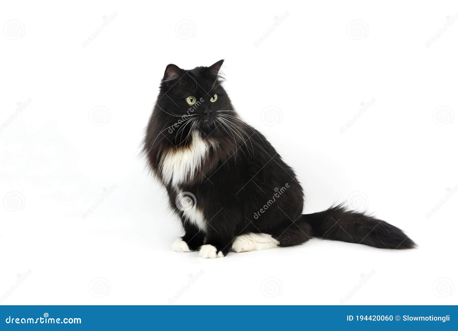 black and white siberian cat, female against white background