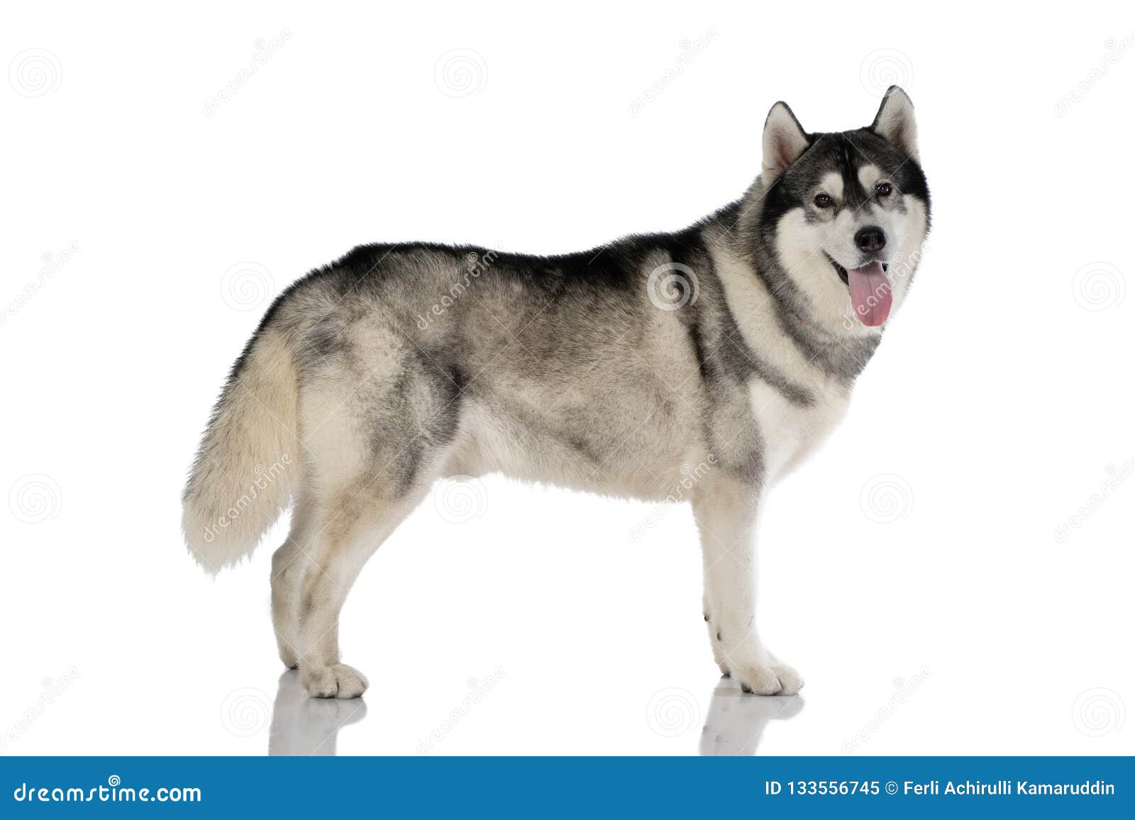 black and white siberian husky dog on white