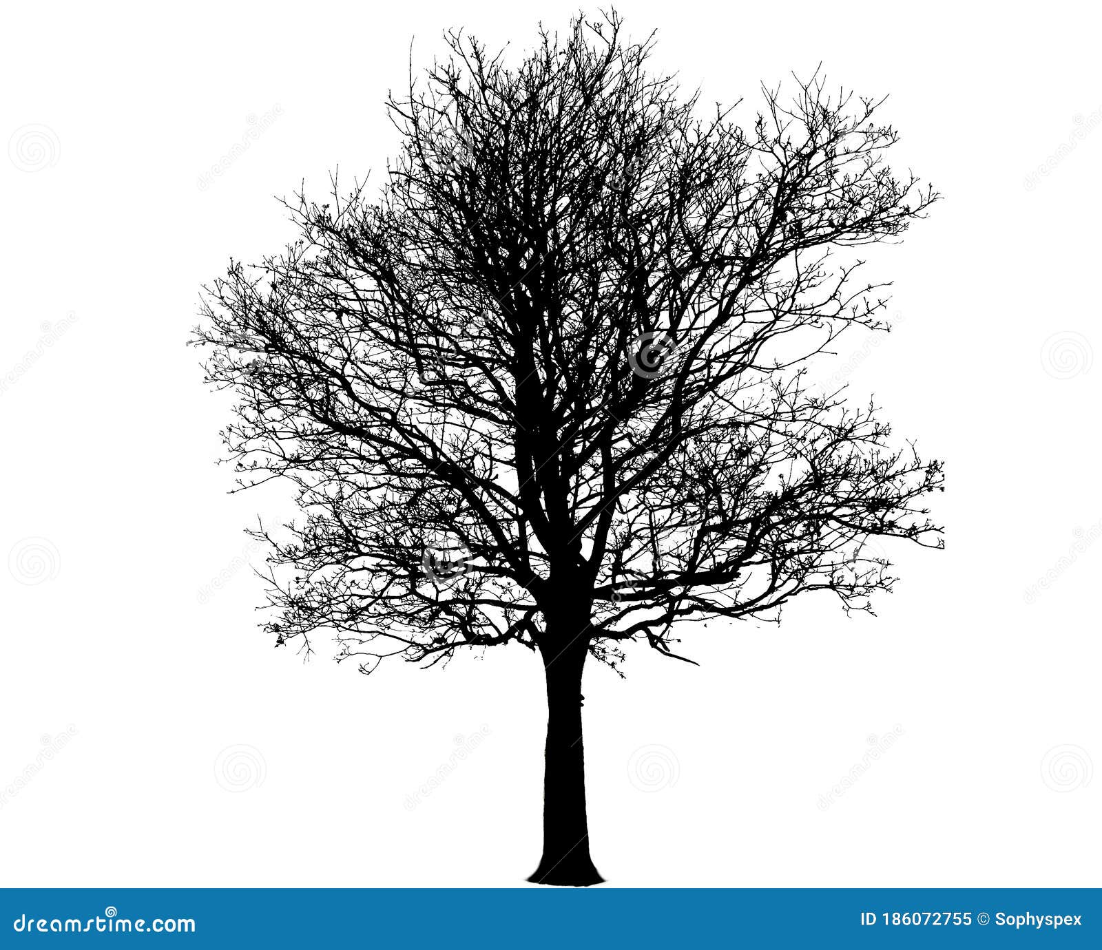 Black And White Silhouette Of Bare Winter Cherry Tree Stock Image Image Of Cherry Object