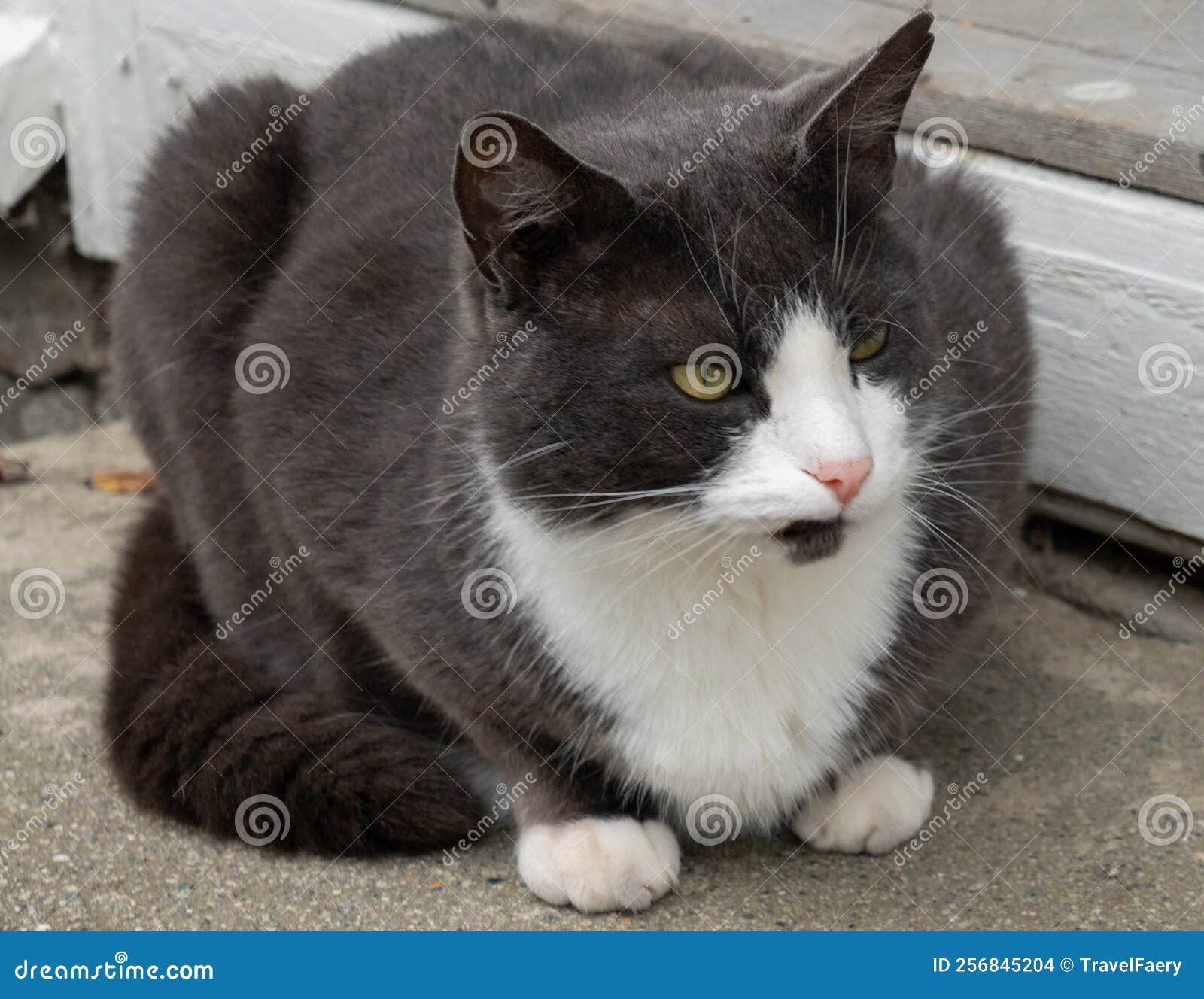 Black White Sitting Home Cat Stock Photo Image of domestic, mammal