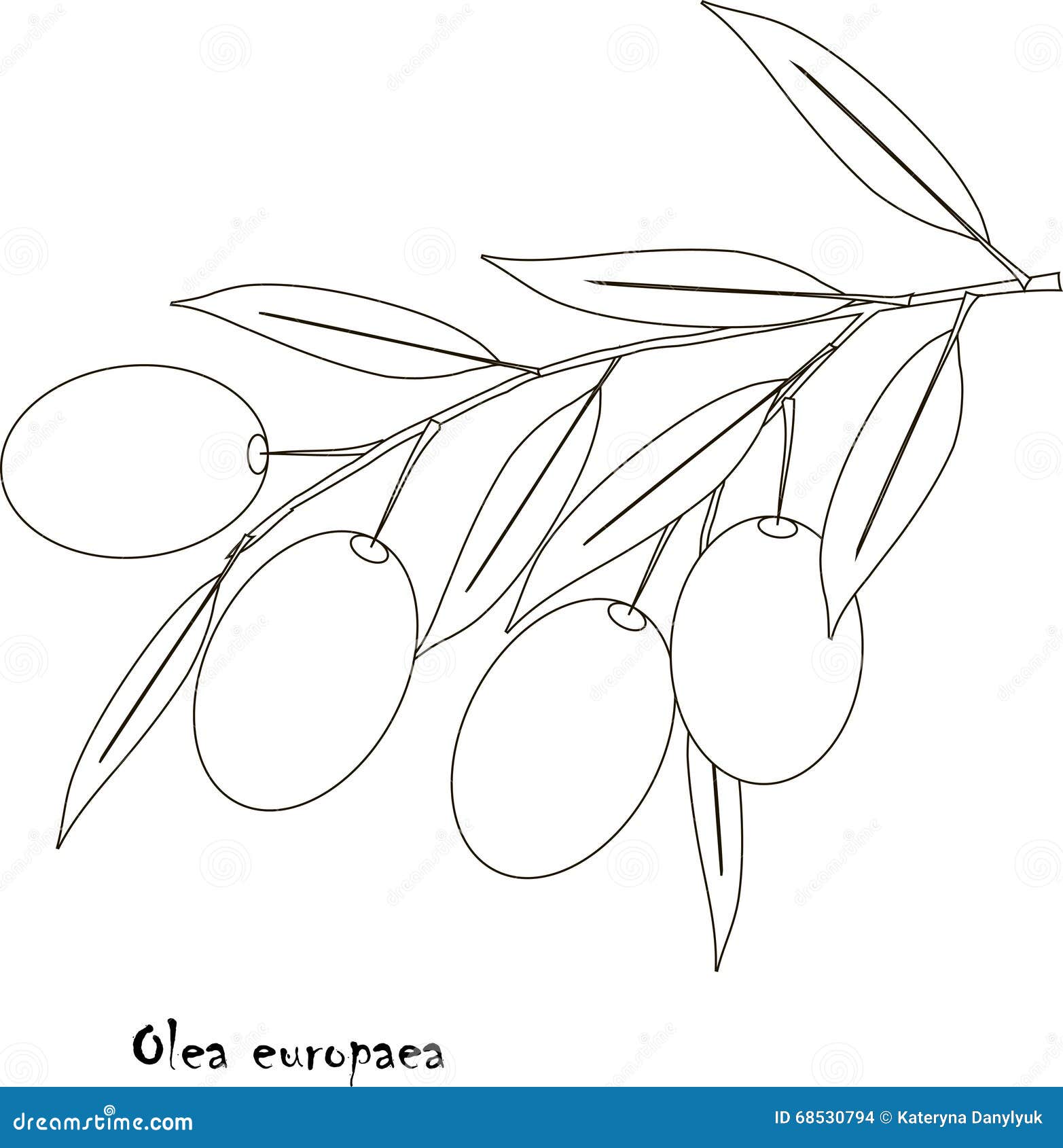 black and white sketch branch of olea europea, fruit and leaves