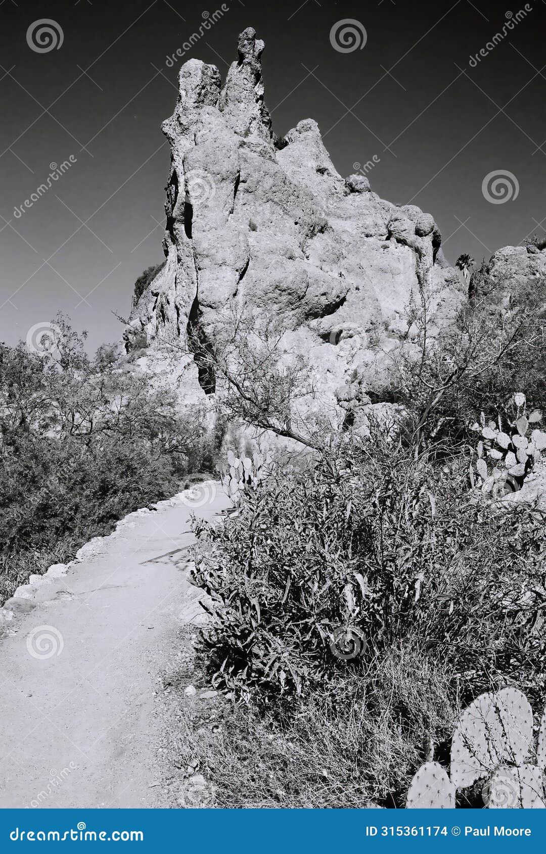 black and white sonora desert arizona