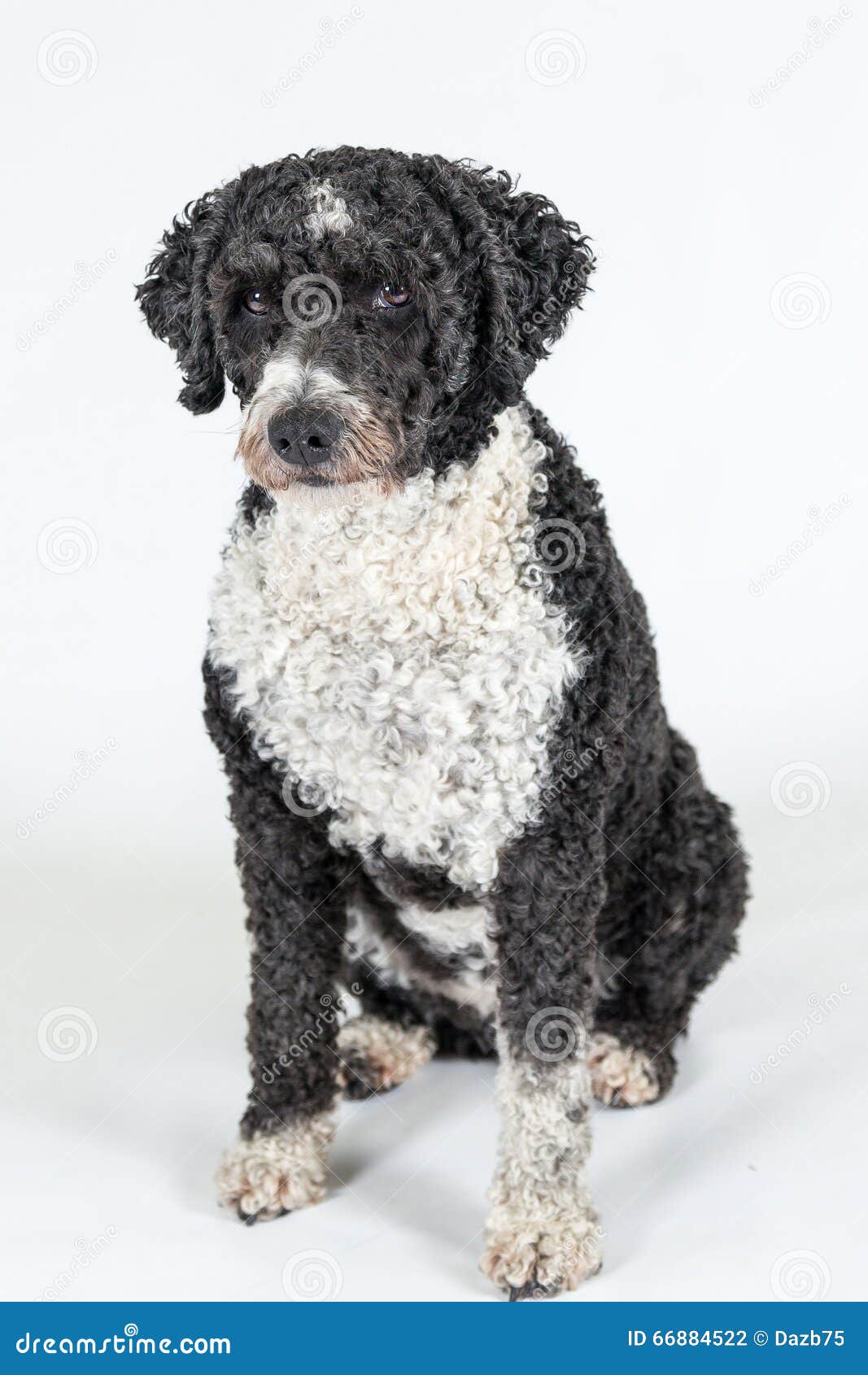 black spanish water dog