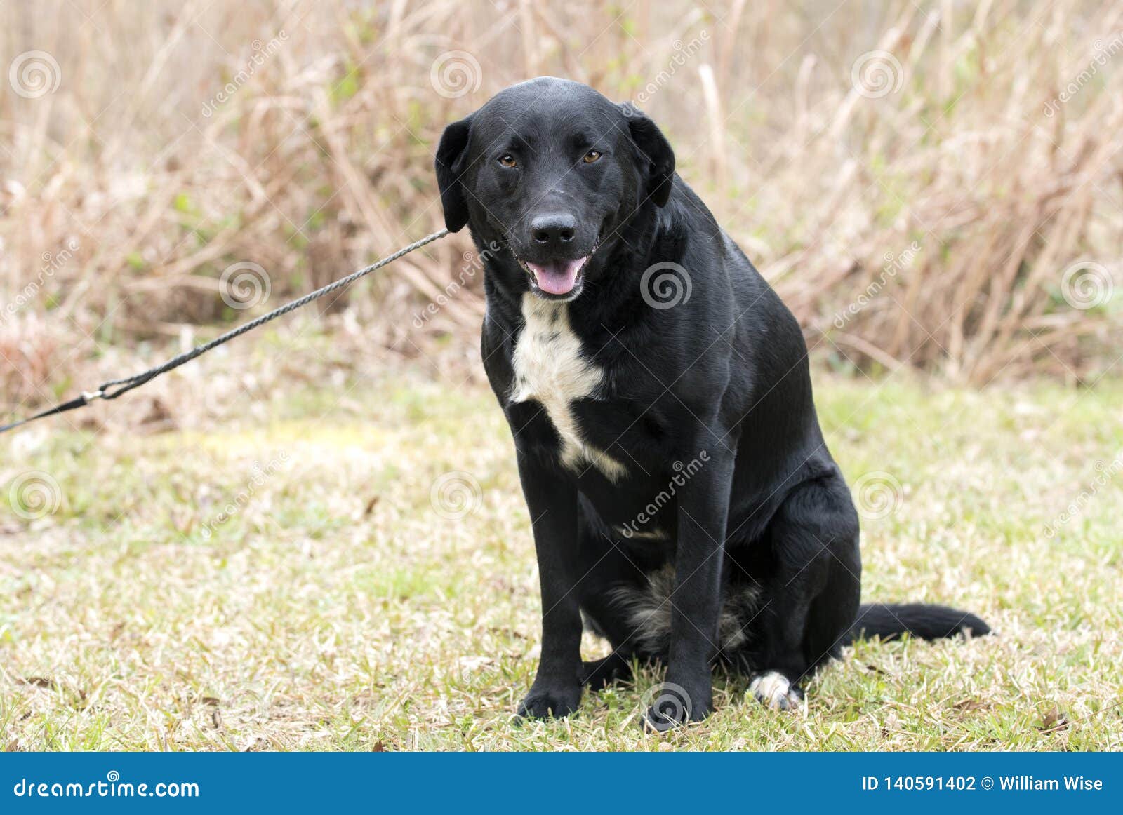 black lab and border collie mix puppy