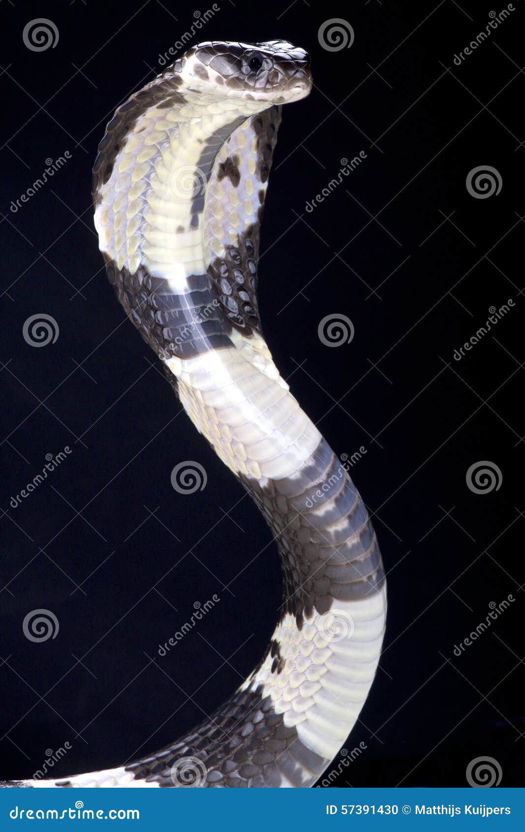 black and white spitting cobra (naja siamensis)