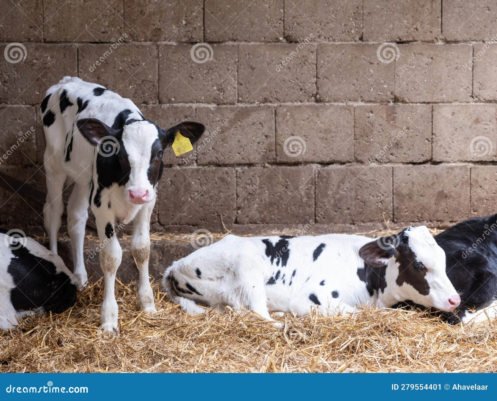 Black and White Spotted Calves in Straw Editorial Photo Image of