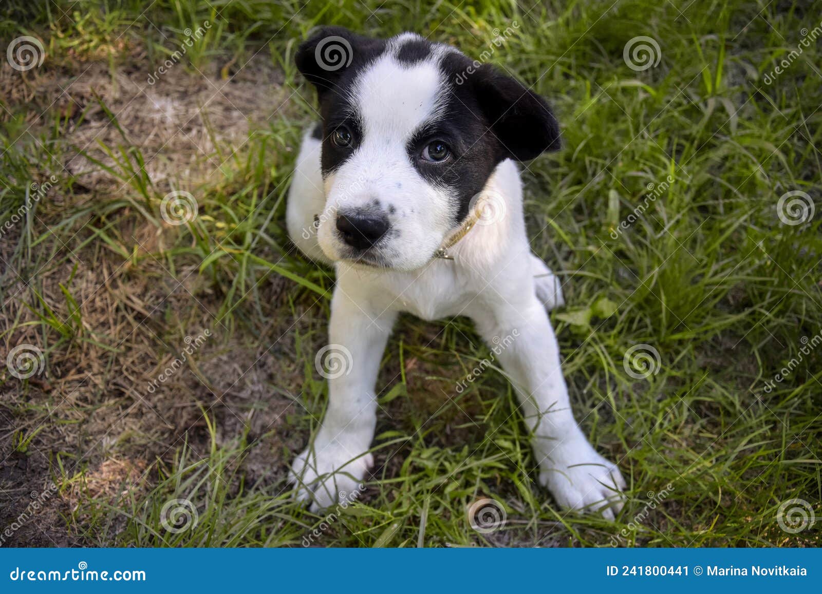 English Shepherd small puppy, black dog, cute animals, green grass, HD  wallpaper