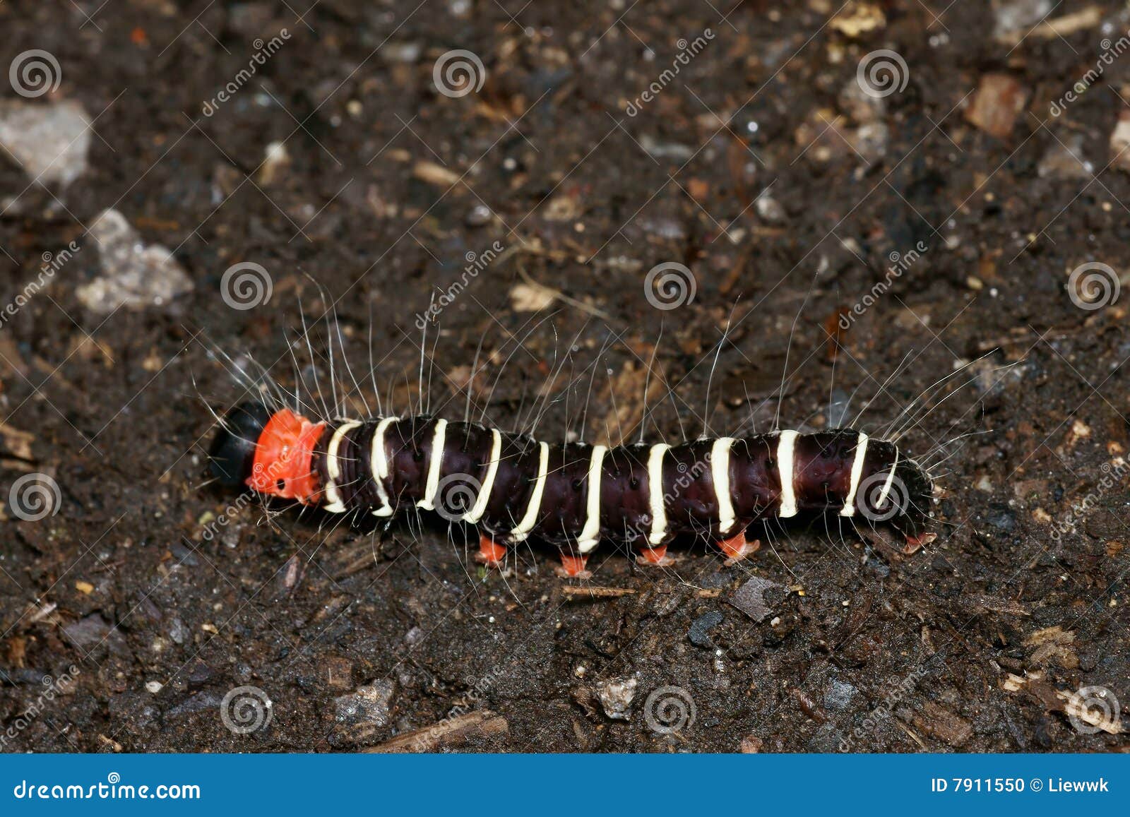 Black & White Stripe Caterpillar Stock Photo Image of nature, dark