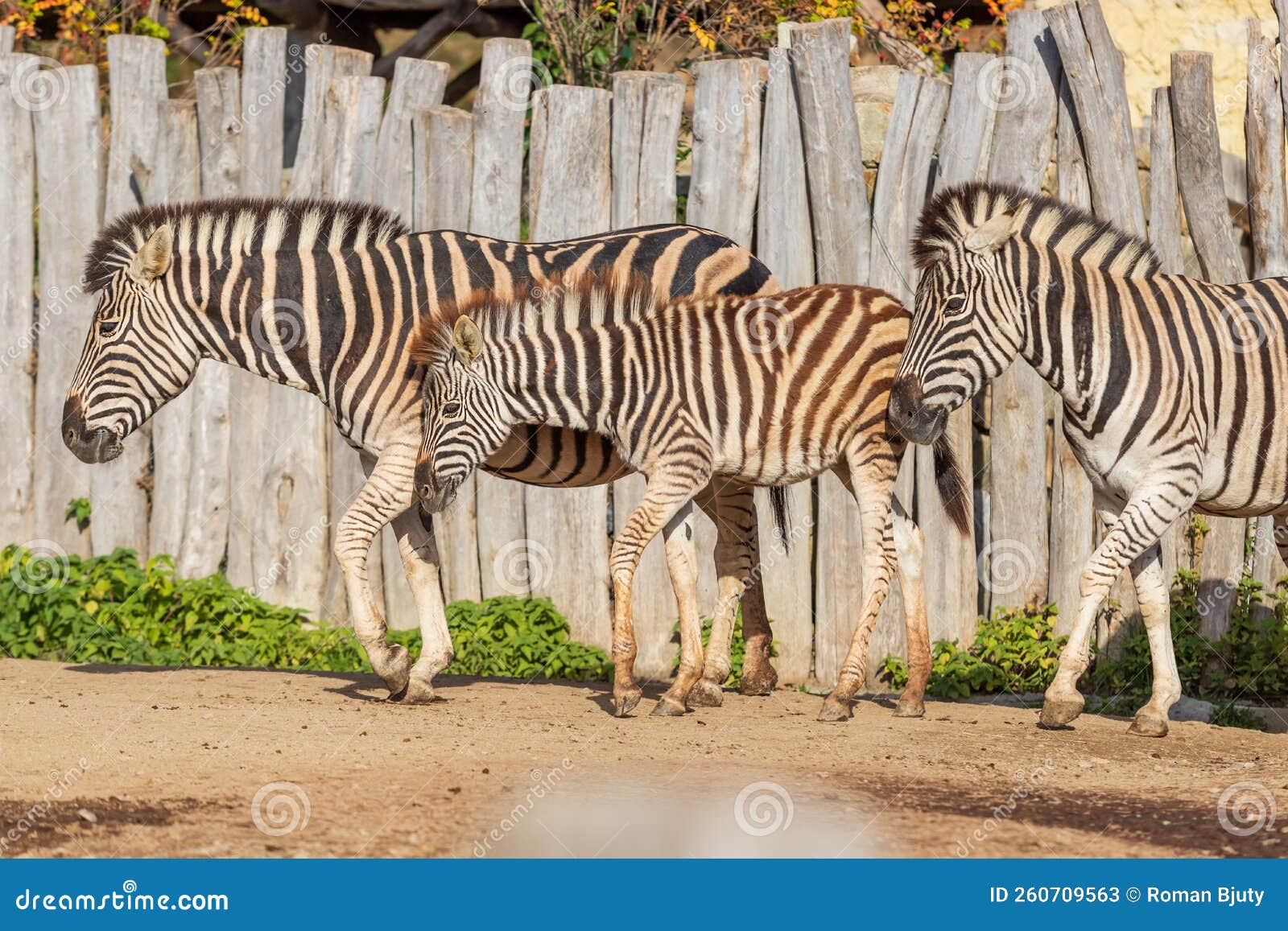 Black and White Striped Animal Zebra Equus Stock Image Image of