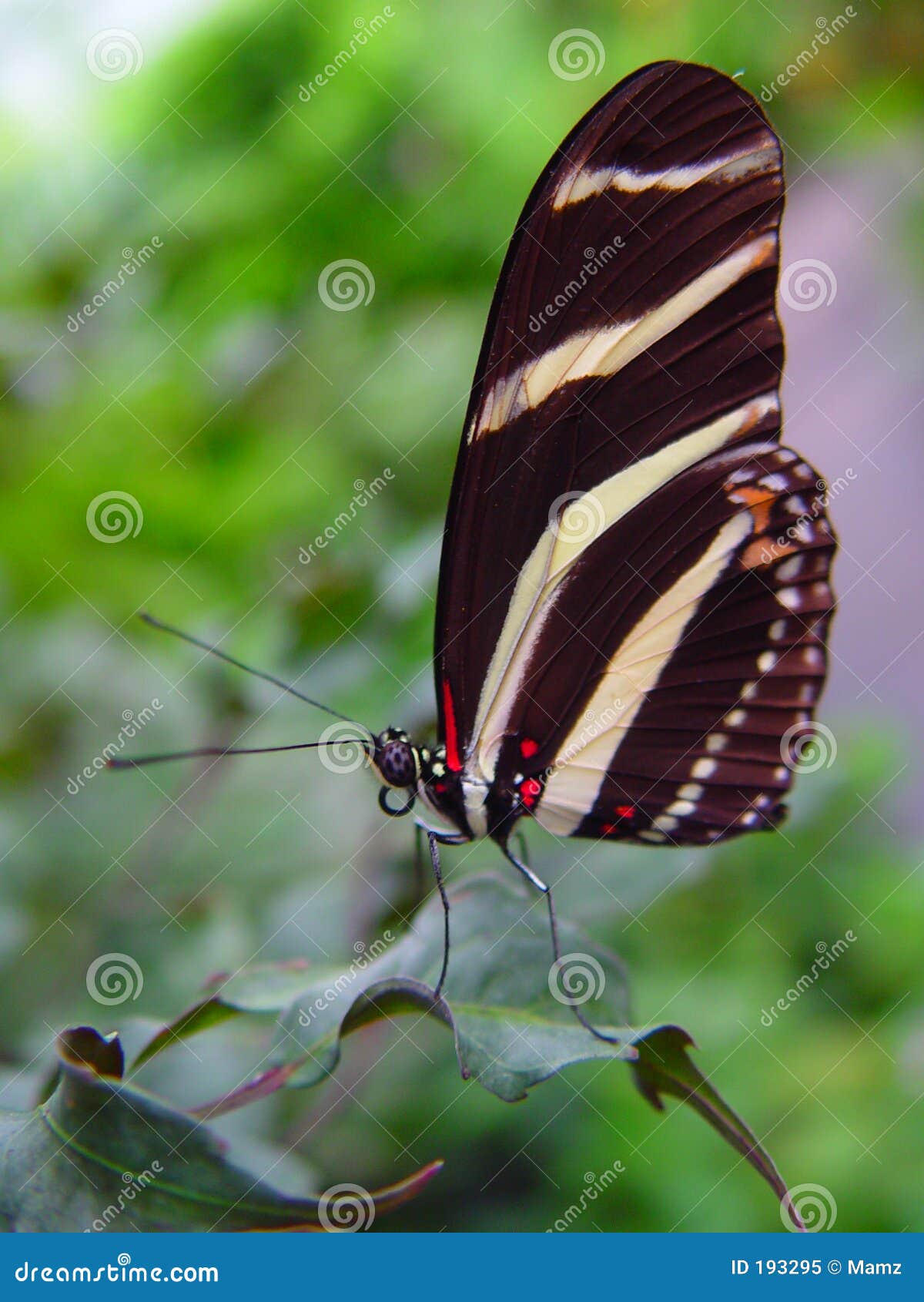 Black and White Striped Butterfly Stock Image Image of profile