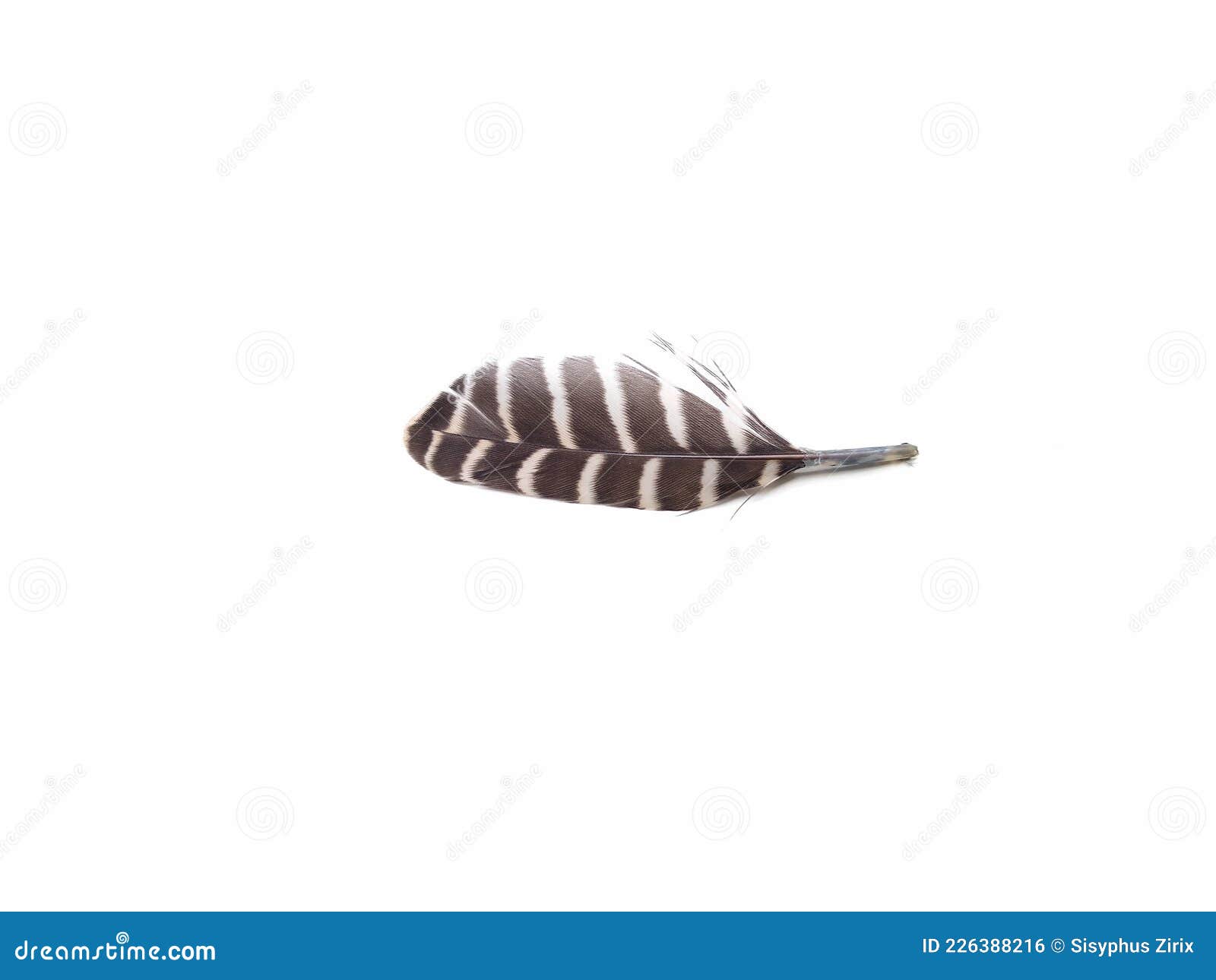 Black and White Striped Feather Isolated on White Background Stock