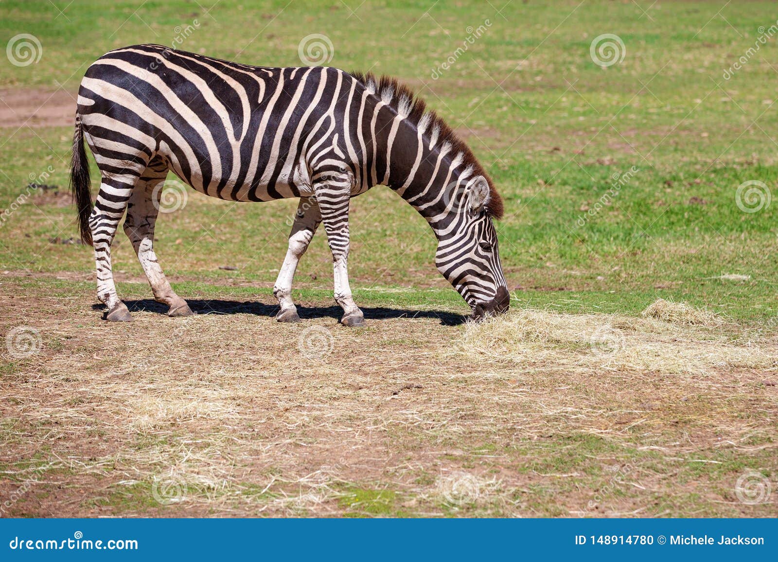 are zebras black with white stripes