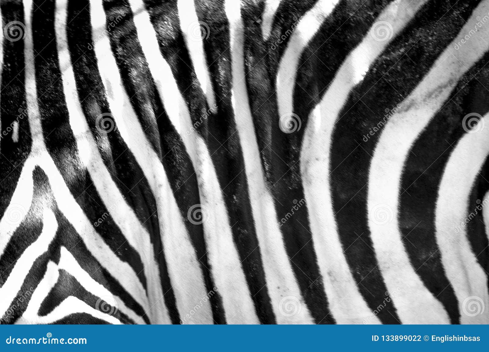 black and white stripes patterns and textures of a zebra zebra patterns