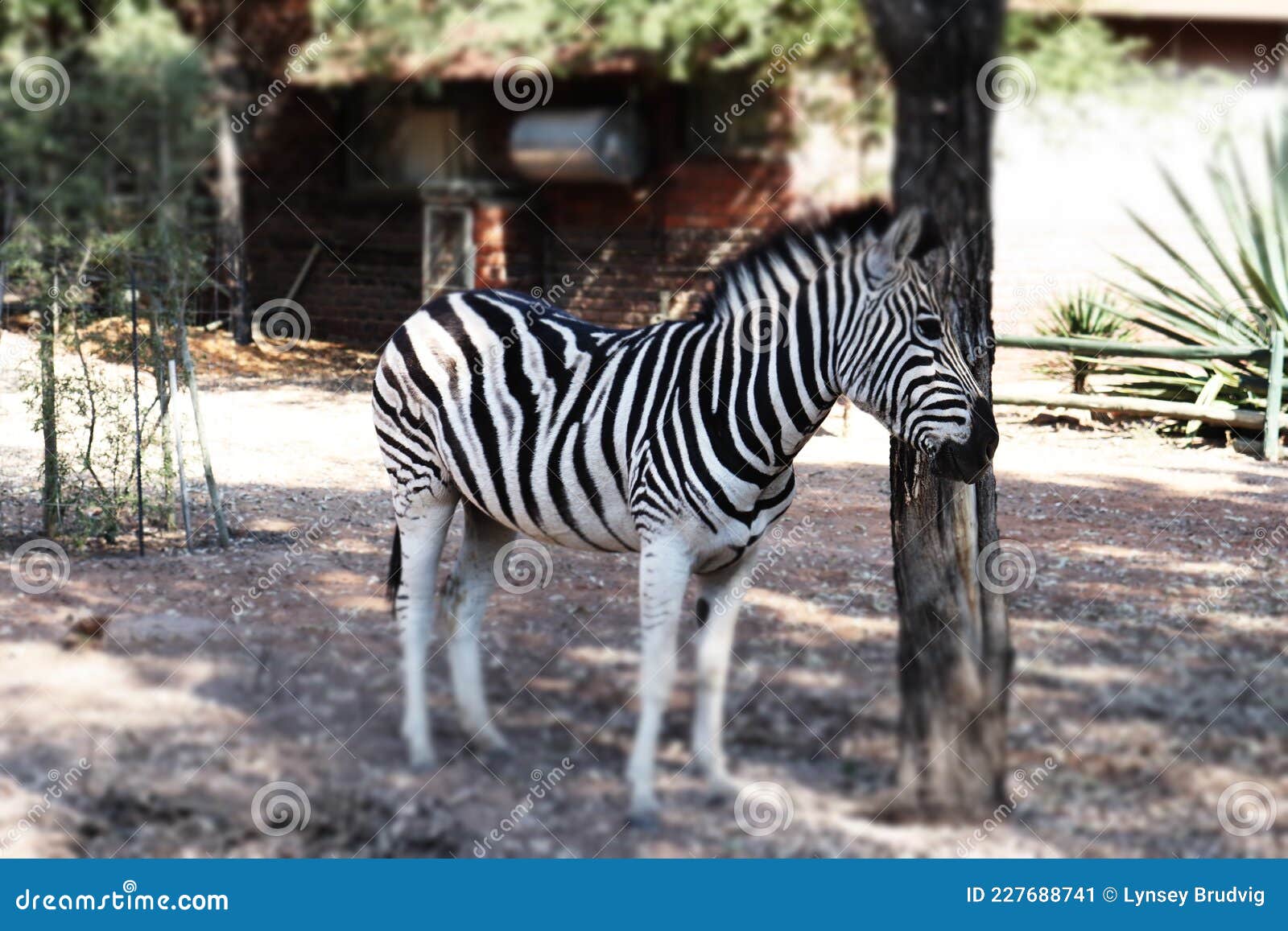 Black with White Stripes/White with Black Stripes Stock Image Image