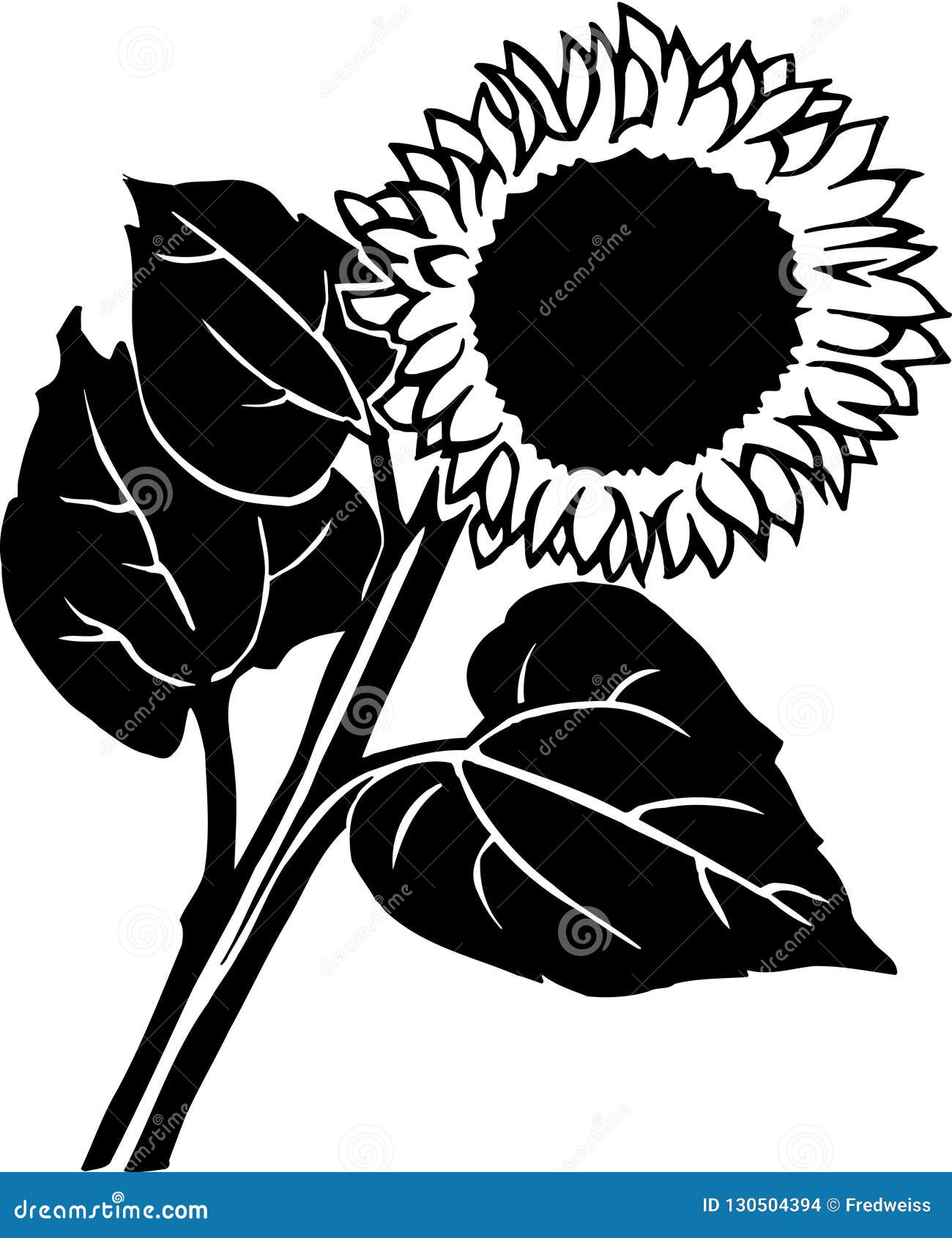 Black and White Sunflower Illustration Stock Vector Illustration of