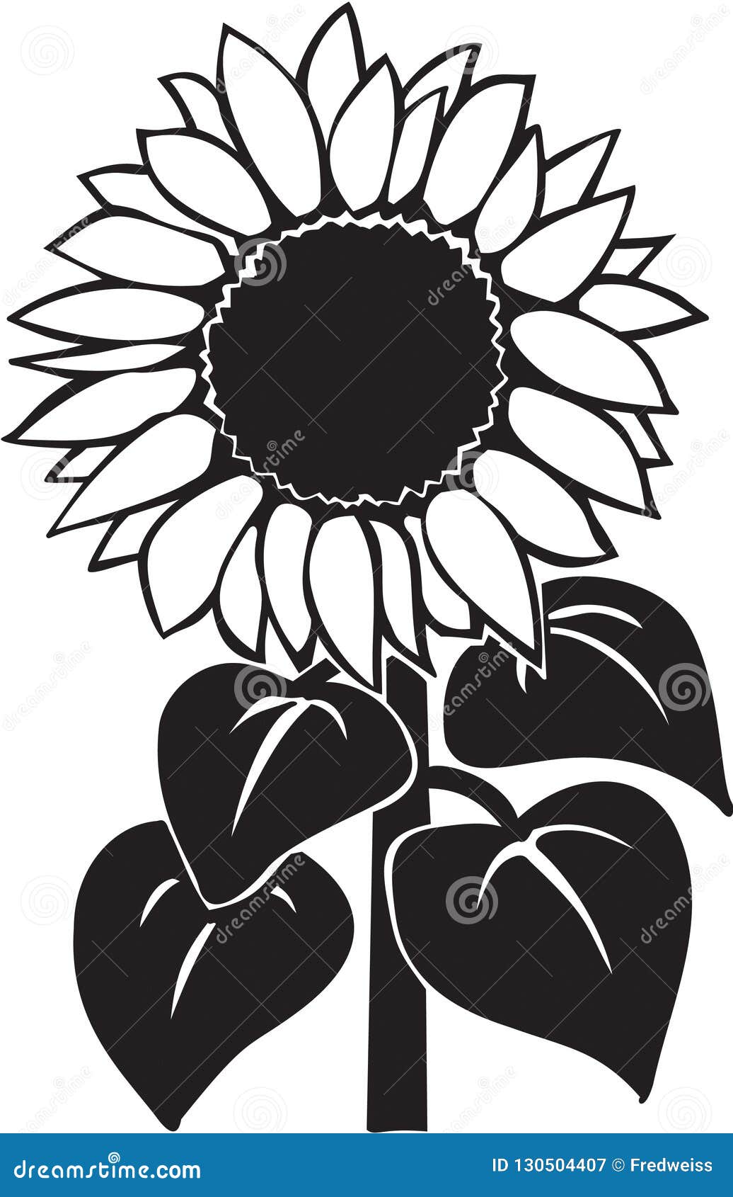 Black and White Sunflower Illustration Stock Vector Illustration of