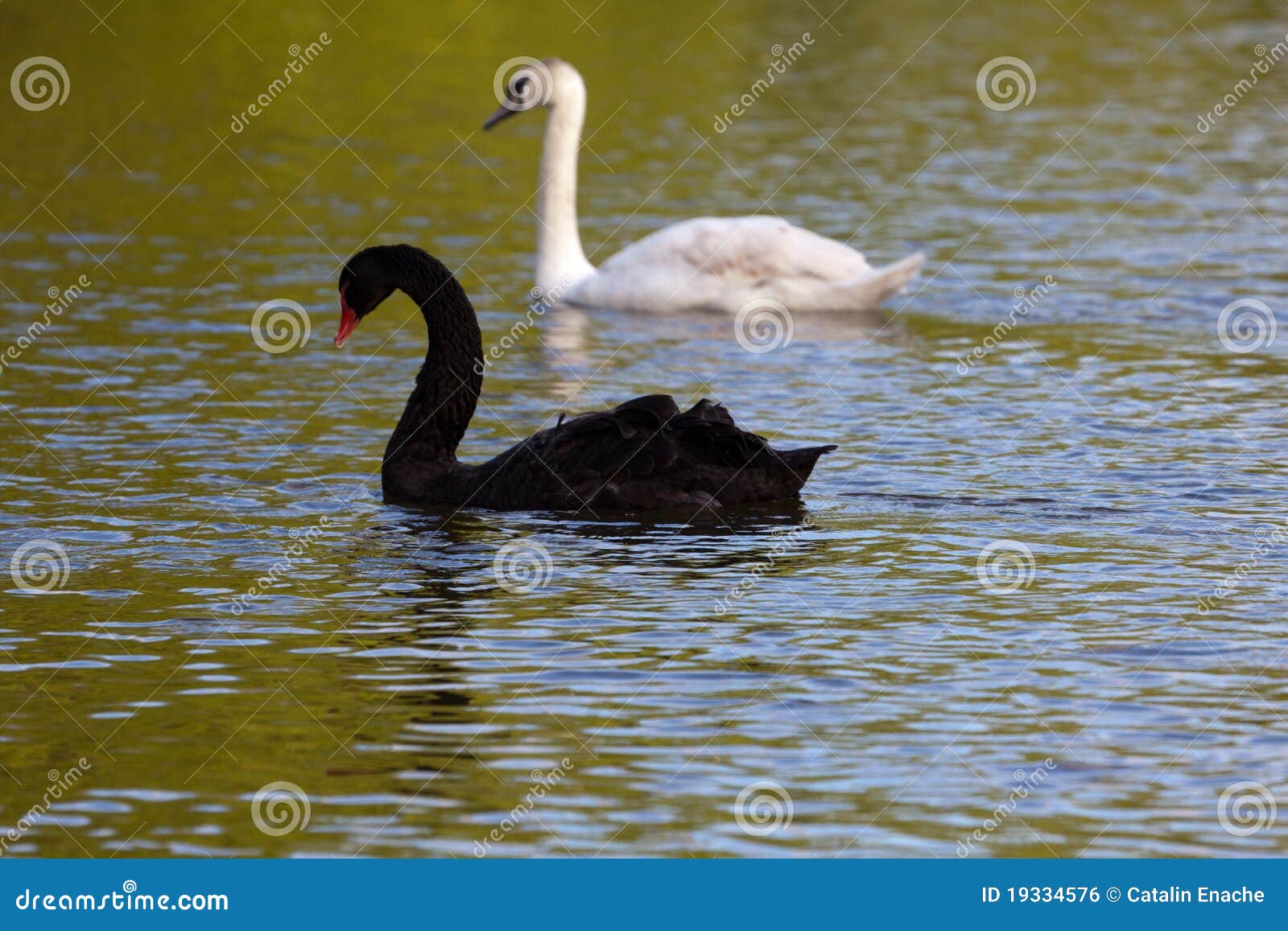Лебедь мужского рода. White and Black Swan. Белые и черный лебеди на озере. Black Swan Green. Черный лебедь мужик.