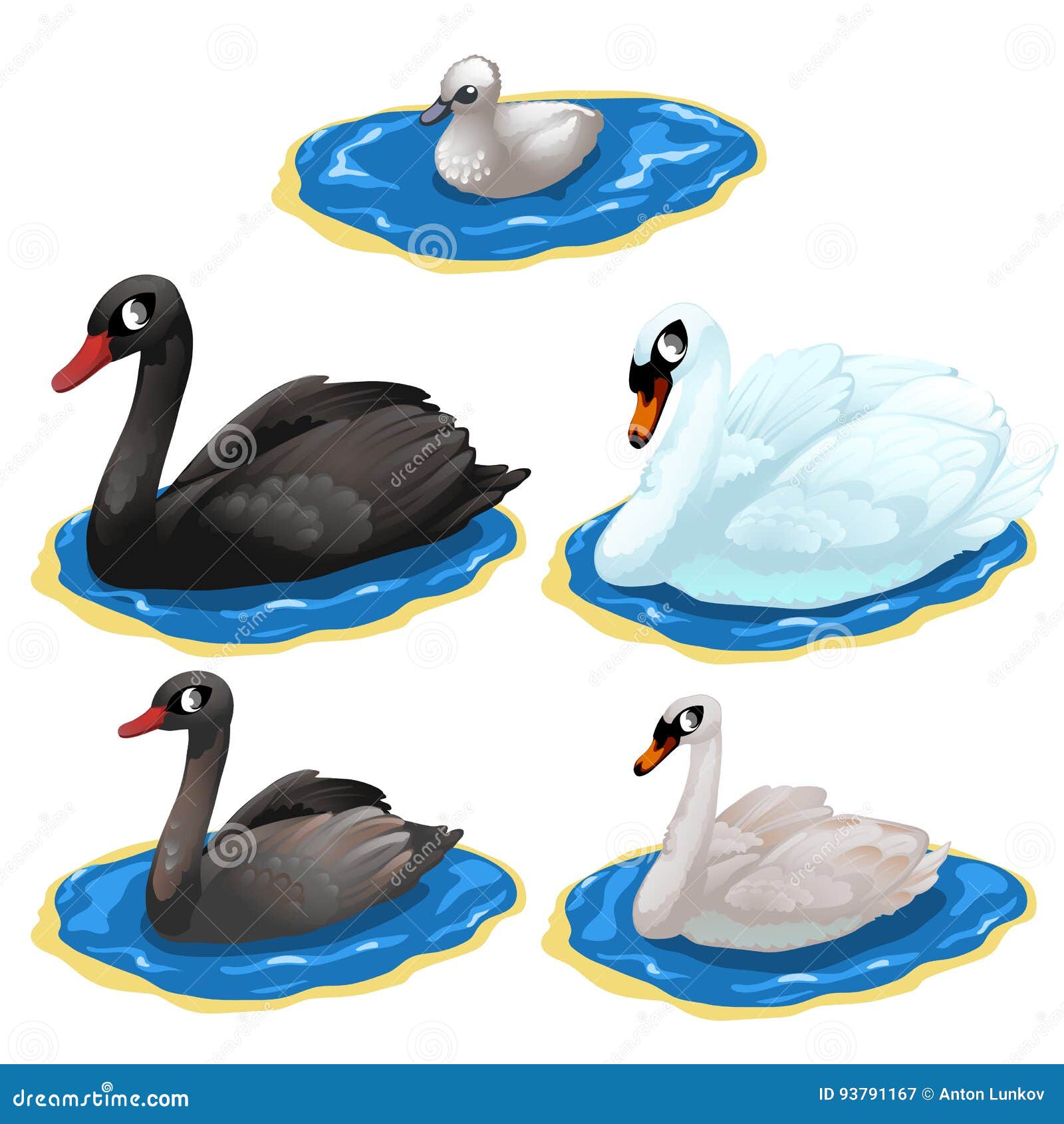 Black and White Swan on Lake. Vector Birds Stock Vector - Illustration of creativity, pond: 93791167 Black and White Swan on Lake. Vector Birds Stock Vector - Illustration of creativity, pond: 93791167