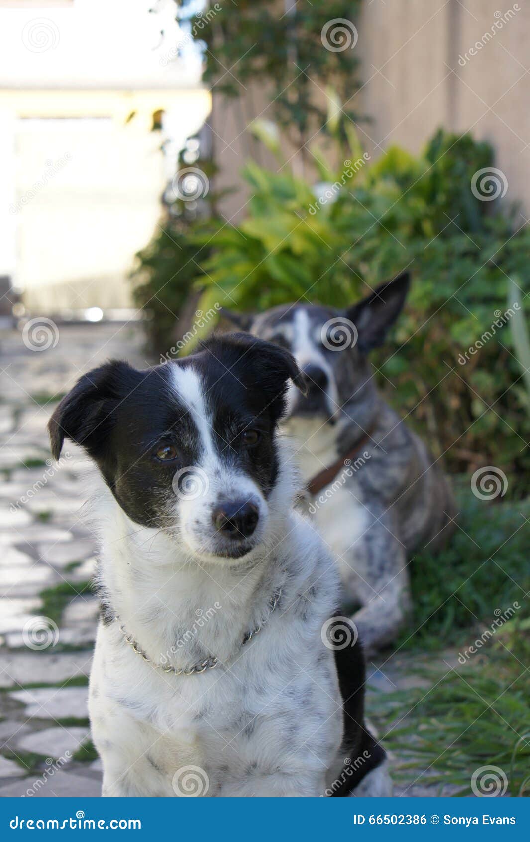 black and white terrier breed