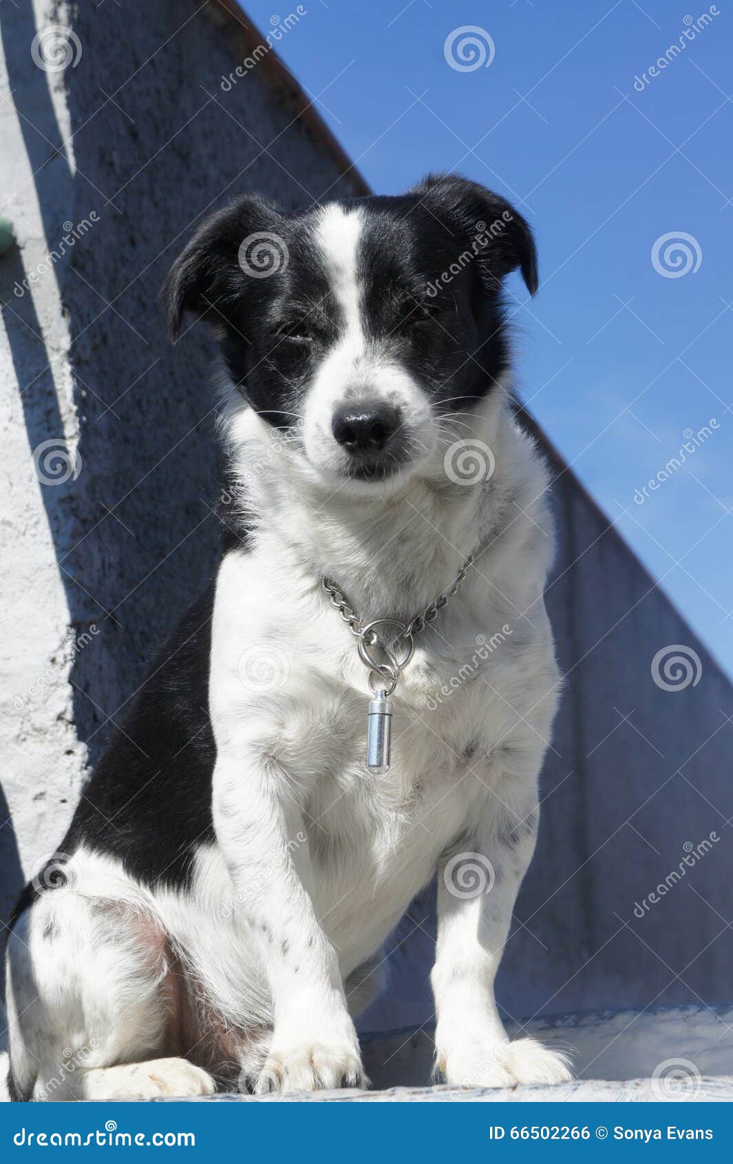 Black And White Terrier Dog In The Sun 