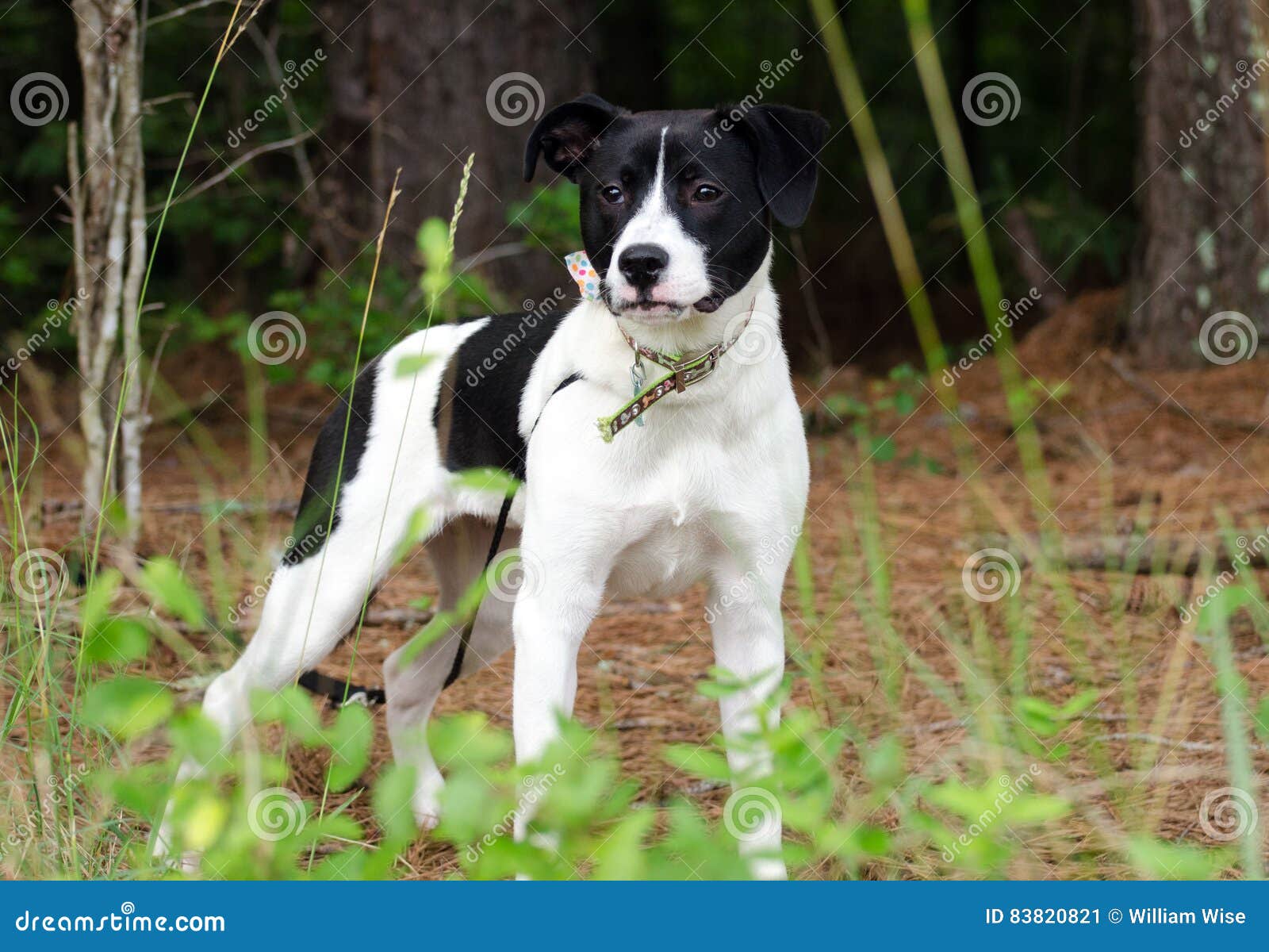 Black And White Terrier Mixed Breed Dog Stock Image Image