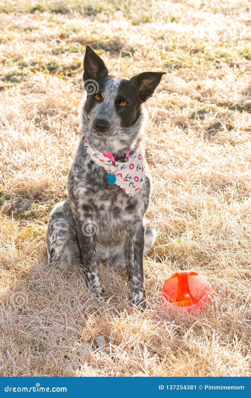 white texas heeler