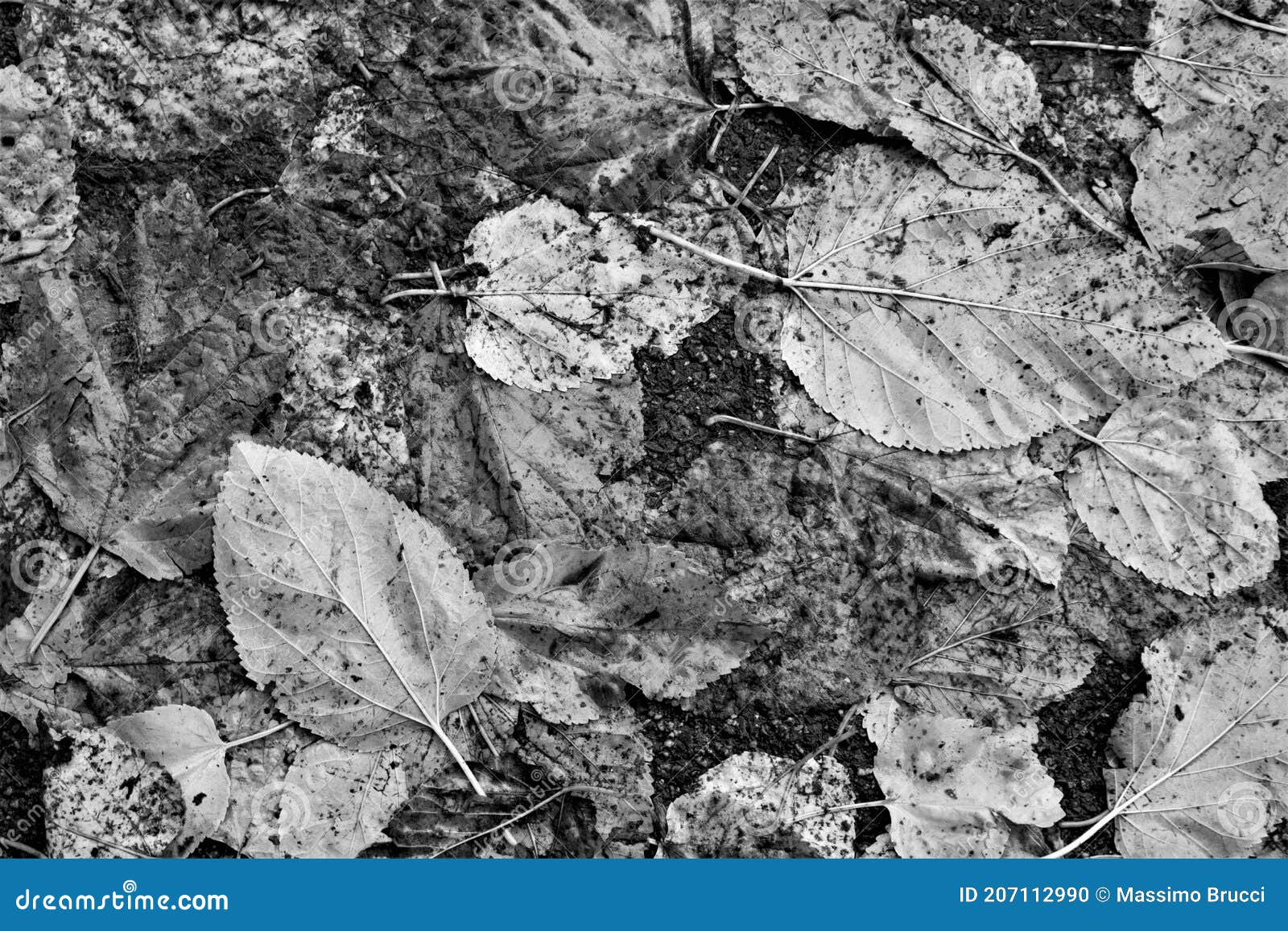 Black and White Texture of Fallen Leaves Stock Photo - Image of ...