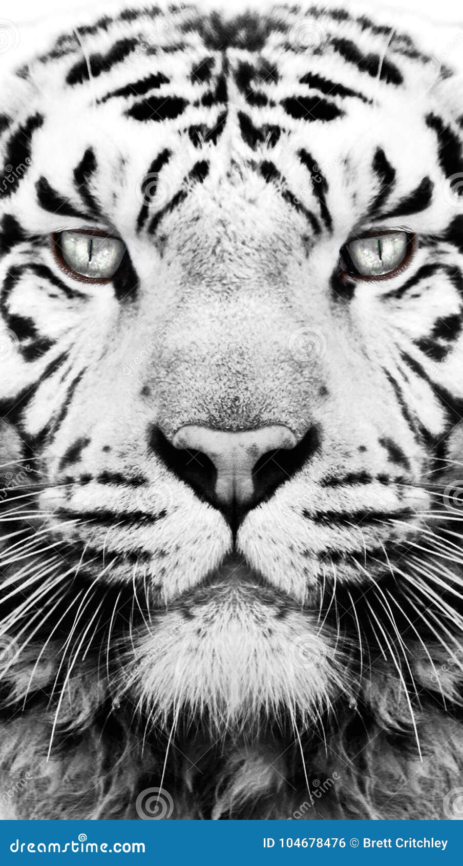 tiger wallpaper black and white hd