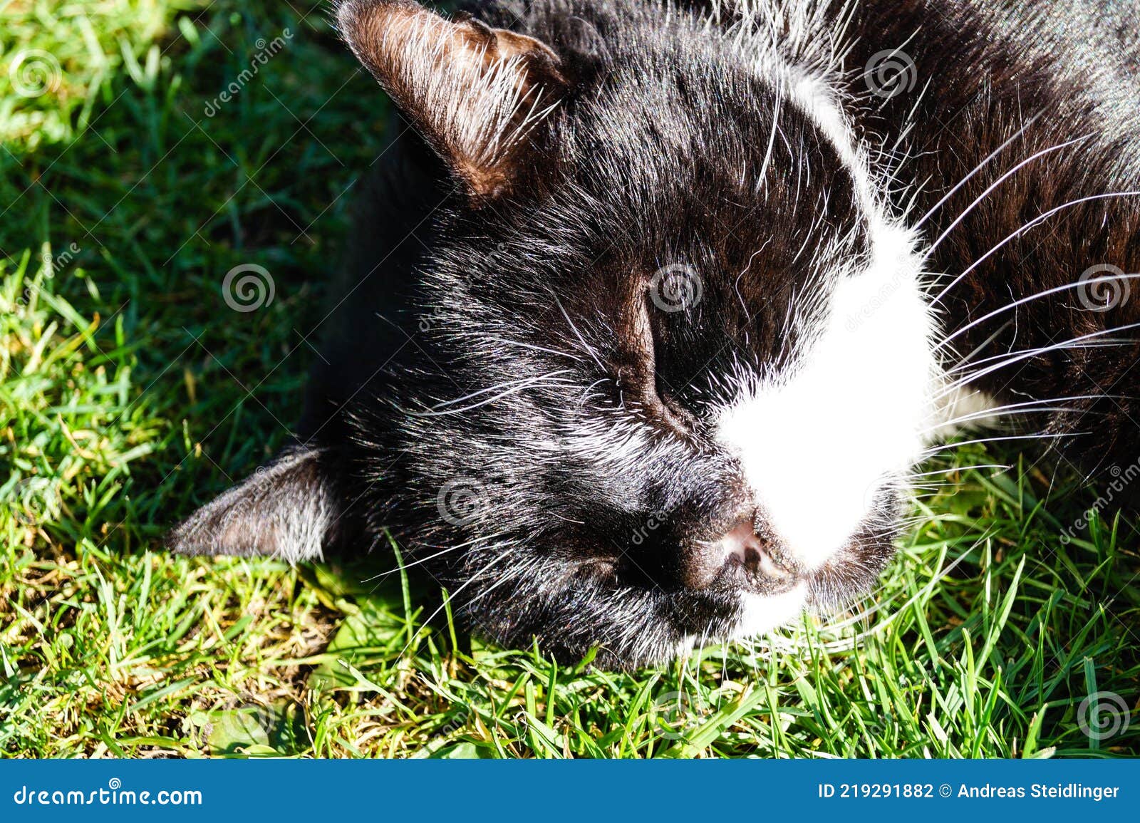 Cat without nose stock photo. Image of mammal, kitty - 219291882 Cat without nose stock photo. Image of mammal, kitty - 219291882