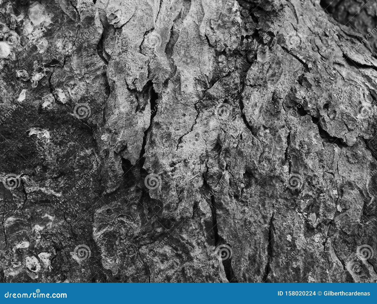 Black and White Tree Bark Closeup Stock Photo Image of surface