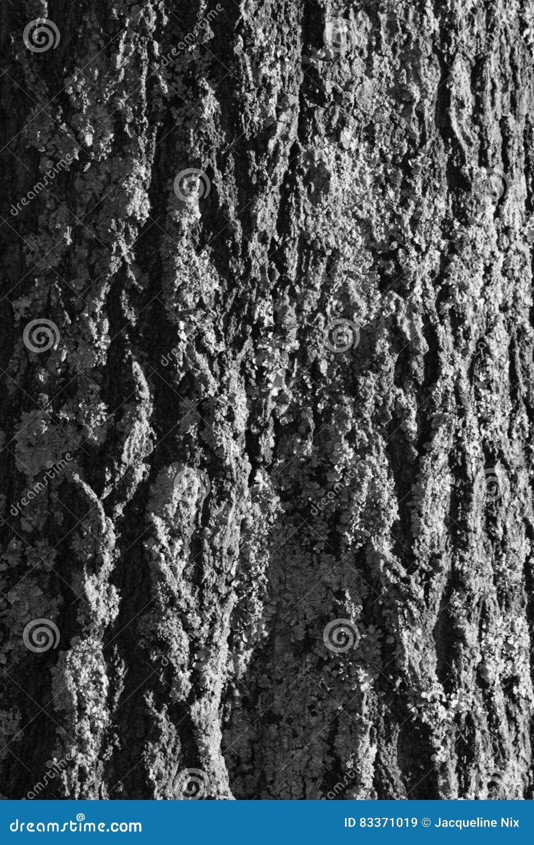 Black and White Tree Bark Texture Stock Image Image of natural, white