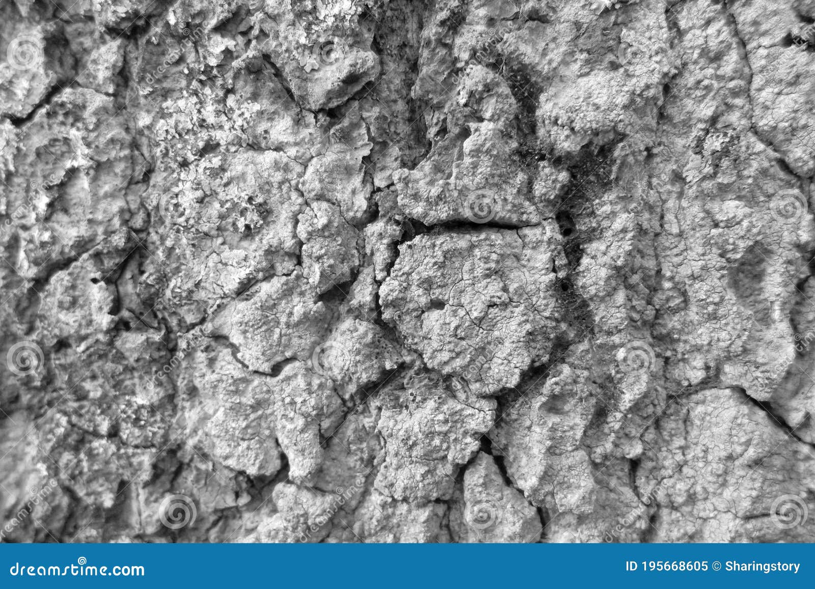 Black and White Tree Bark Texture Background Stock Image Image of