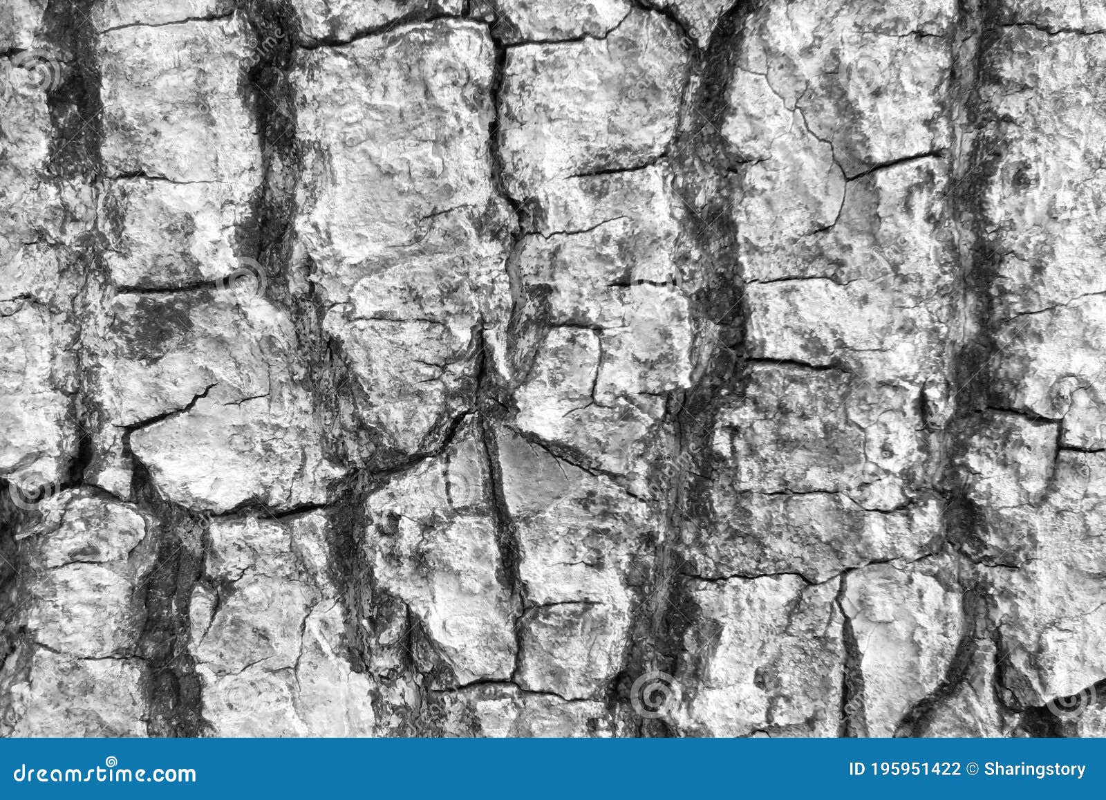 Black and White Tree Bark Texture Background Stock Photo Image of