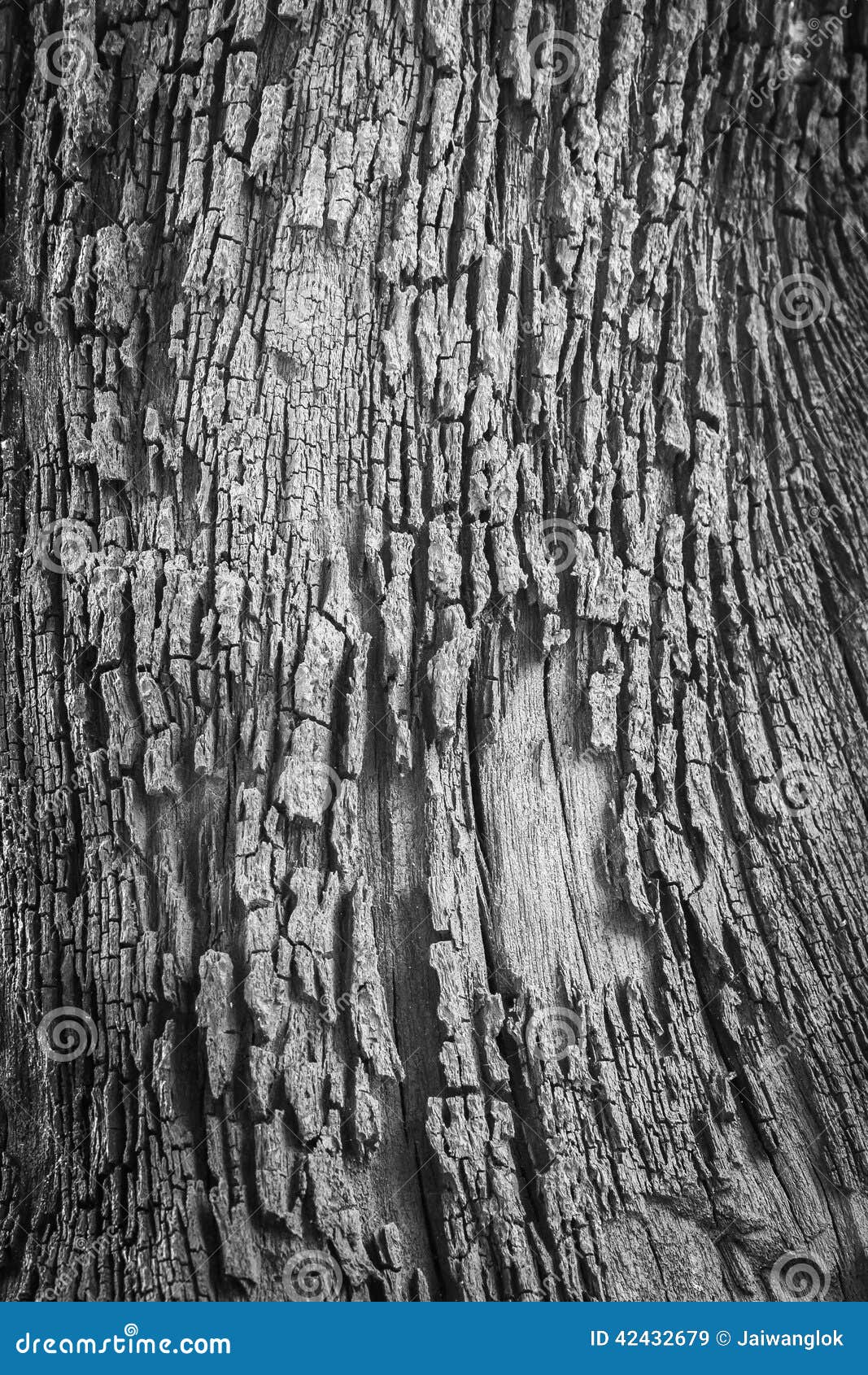 Black and White Tree Bark Texture Stock Image Image of nature