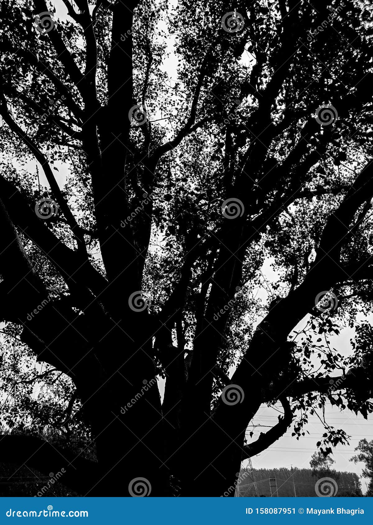 black and white tree