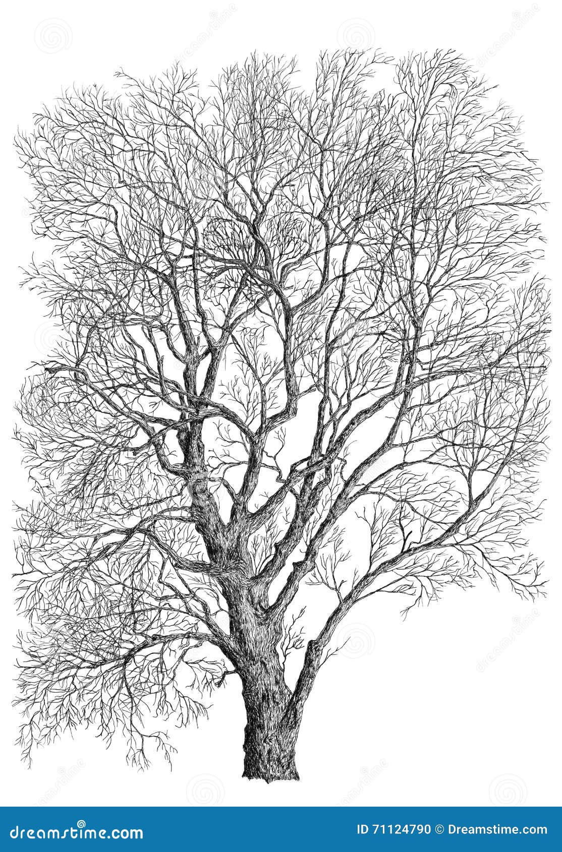 Black and white tree stock illustration. Illustration of tree 71124790