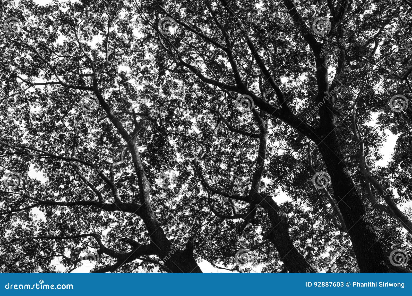 Black and white of tree stock image. Image of texture 92887603