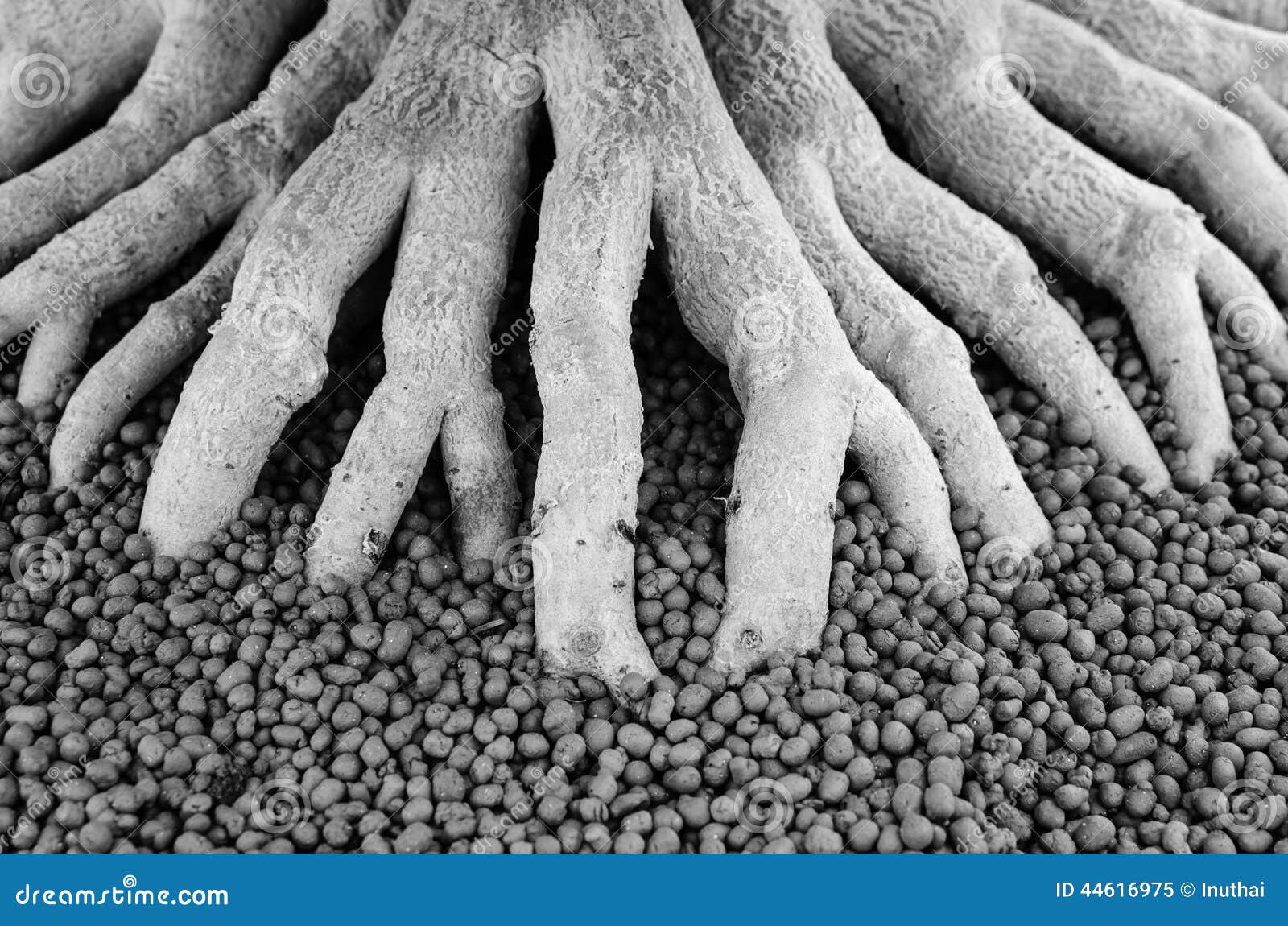Black and white tree roots stock image. Image of soil 44616975