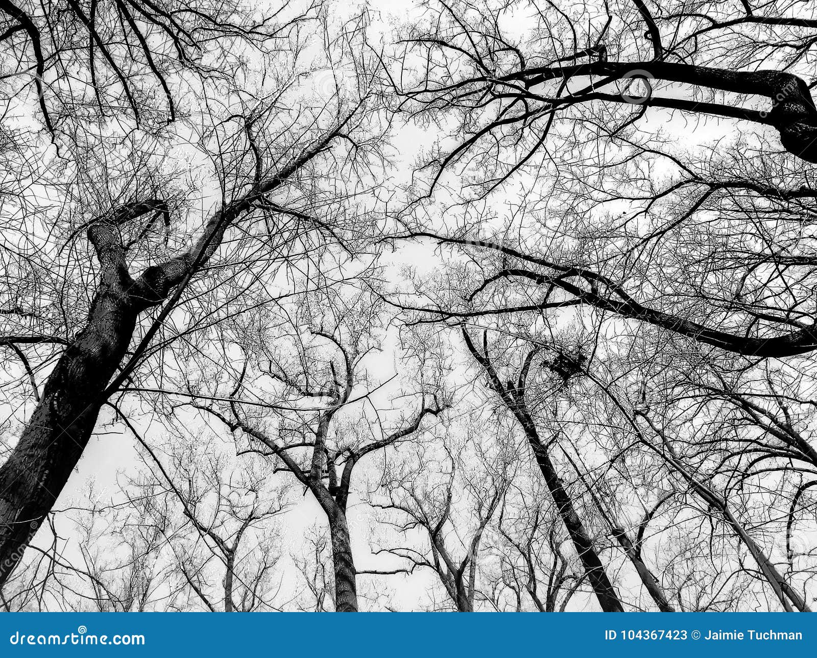Black and White Trees in Winter Stock Image Image of scale, january