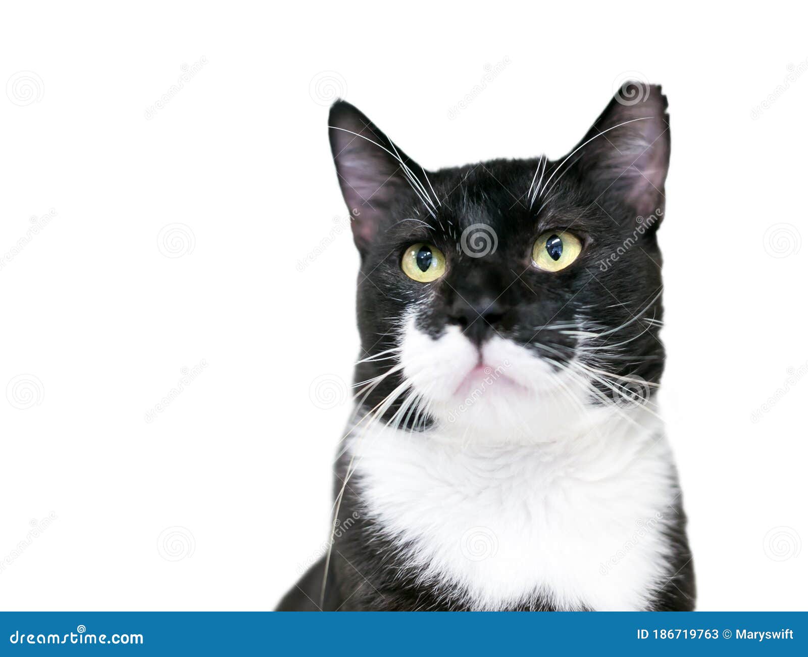 A Black And White Tuxedo Cat With Its Left Ear Tipped, Indicating That
